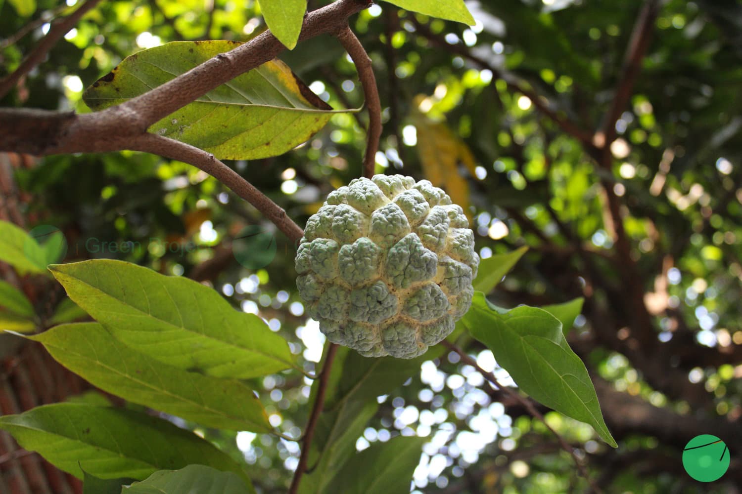 Cover Image for Srikaya (Annona squamosa)