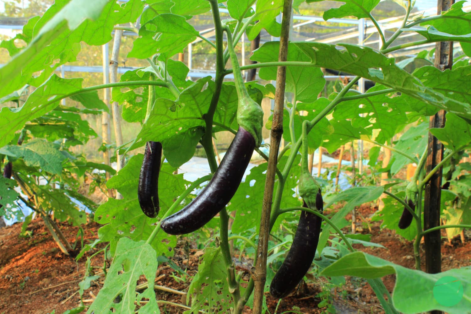Cover Image for Terong (Solanum melongena)