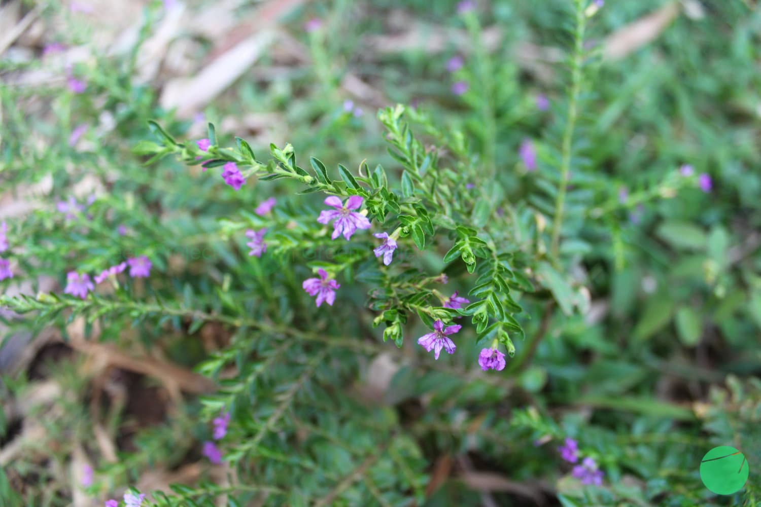 Cover Image for Taiwan Beauty (Cuphea hyssopifolia)