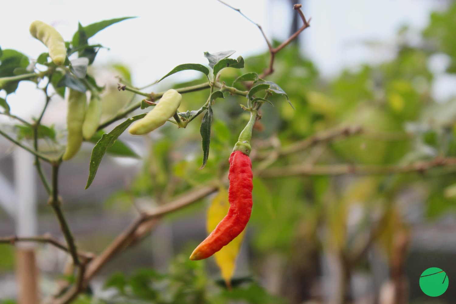 Cover Image for Cabai (Capsicum)