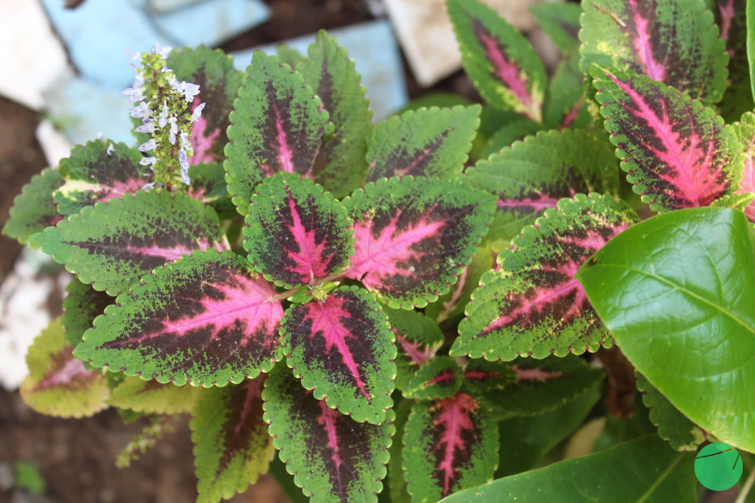 Cover Image for Miana (Plectranthus scutellarioides)
