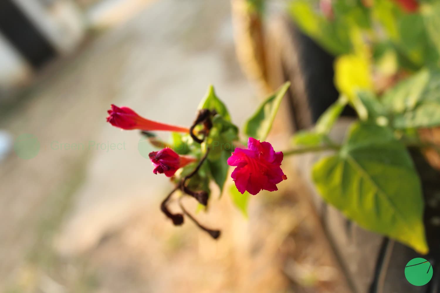 Cover Image for Bunga Pukul Empat (Mirabilis jalapa)