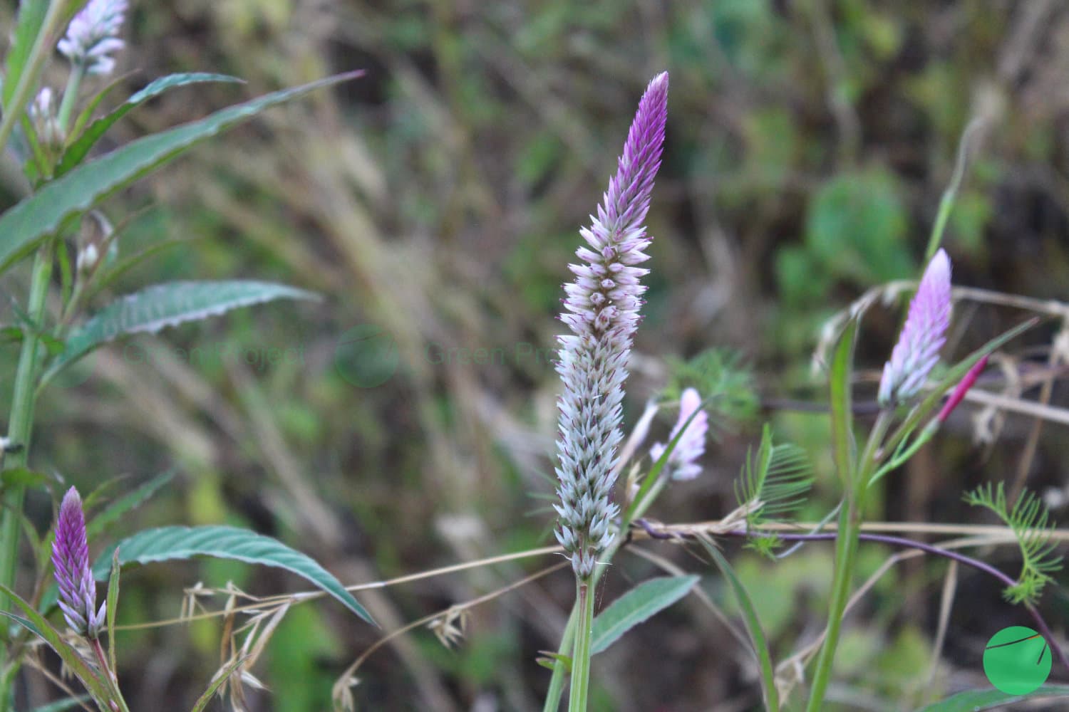 Cover Image for Jengger Ayam/Boroco (Celosia argentea)