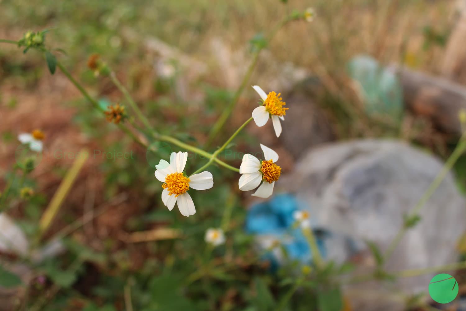 Cover Image for Ketul/Ajeran (Bidens pilosa)