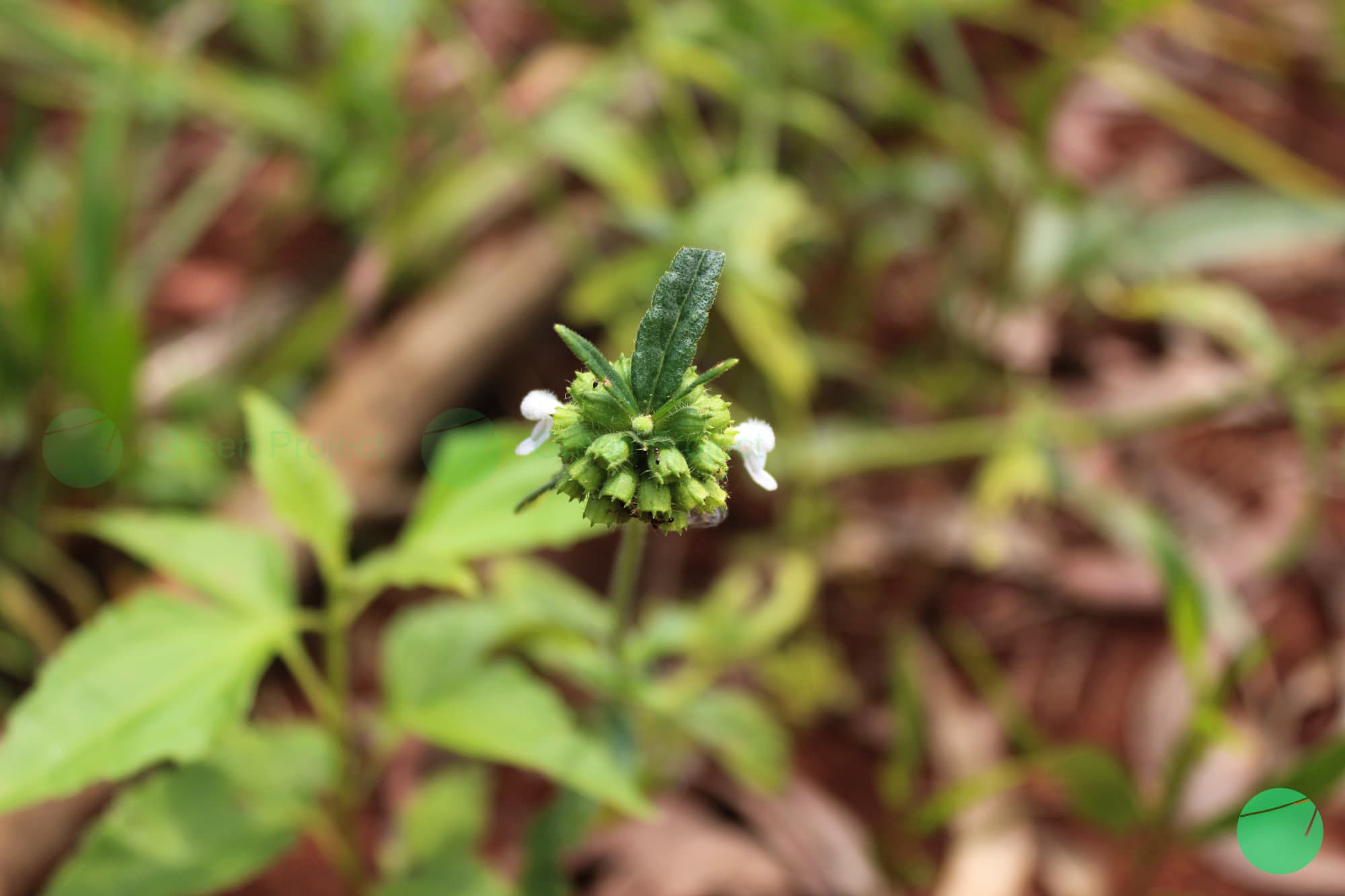 Cover Image for Lenglengan (Leucas lavandulifolia)