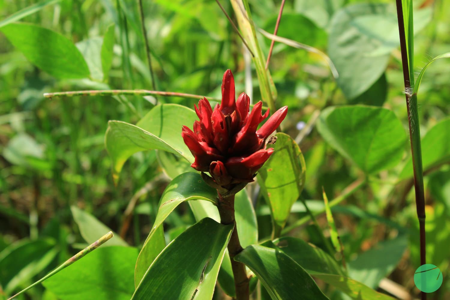 Cover Image for Pacing (Cheilocostus speciosus)