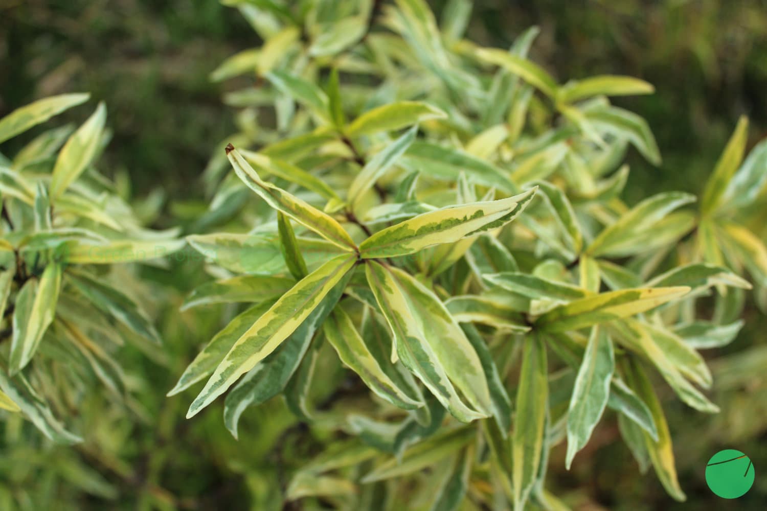 Cover Image for Kisi - Kisi/Gendarusa (Justicia gendarussa ‘Variegata’)
