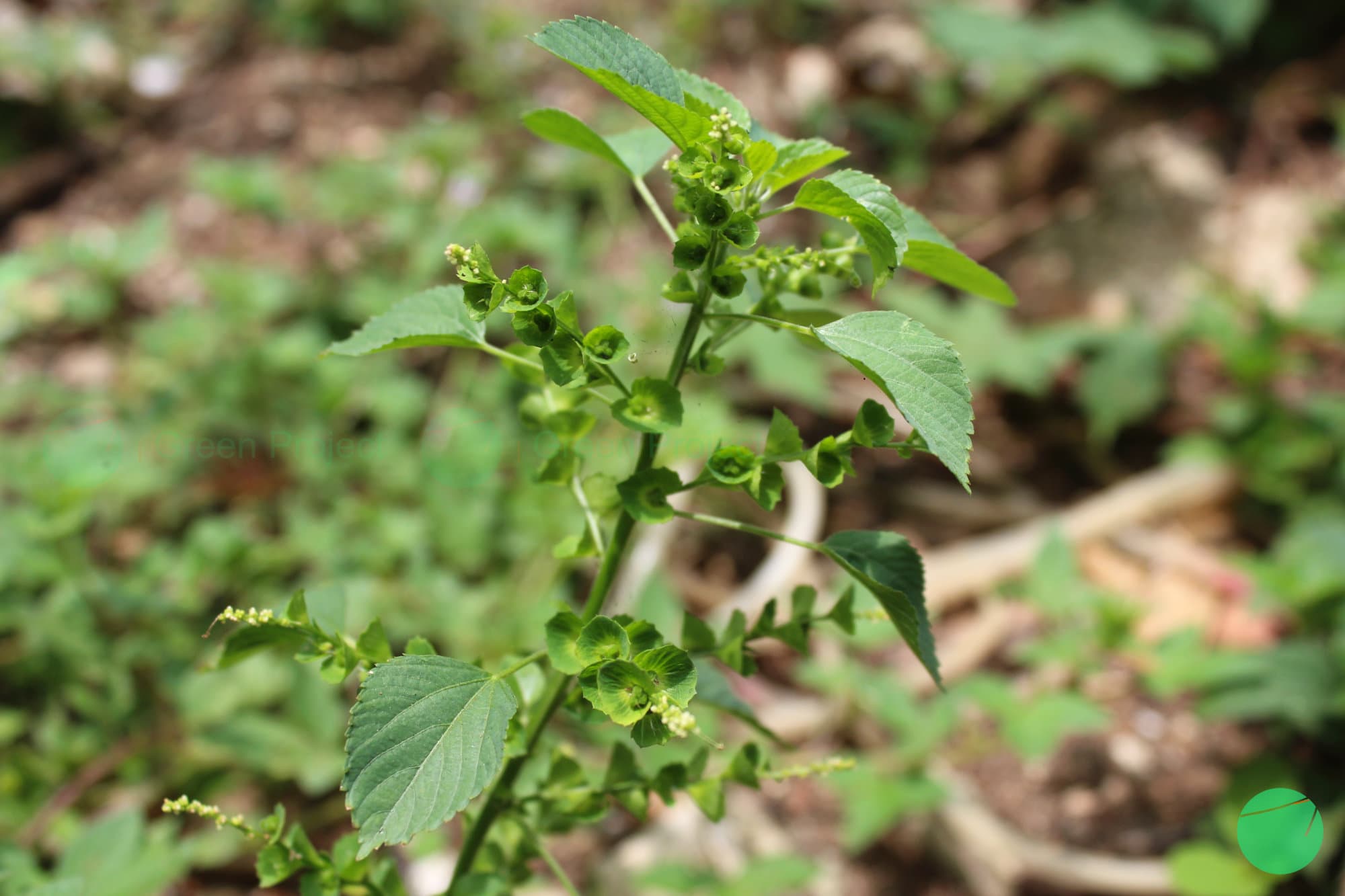 Cover Image for Kucing Galak/Anting - Anting (Acalypha indica)