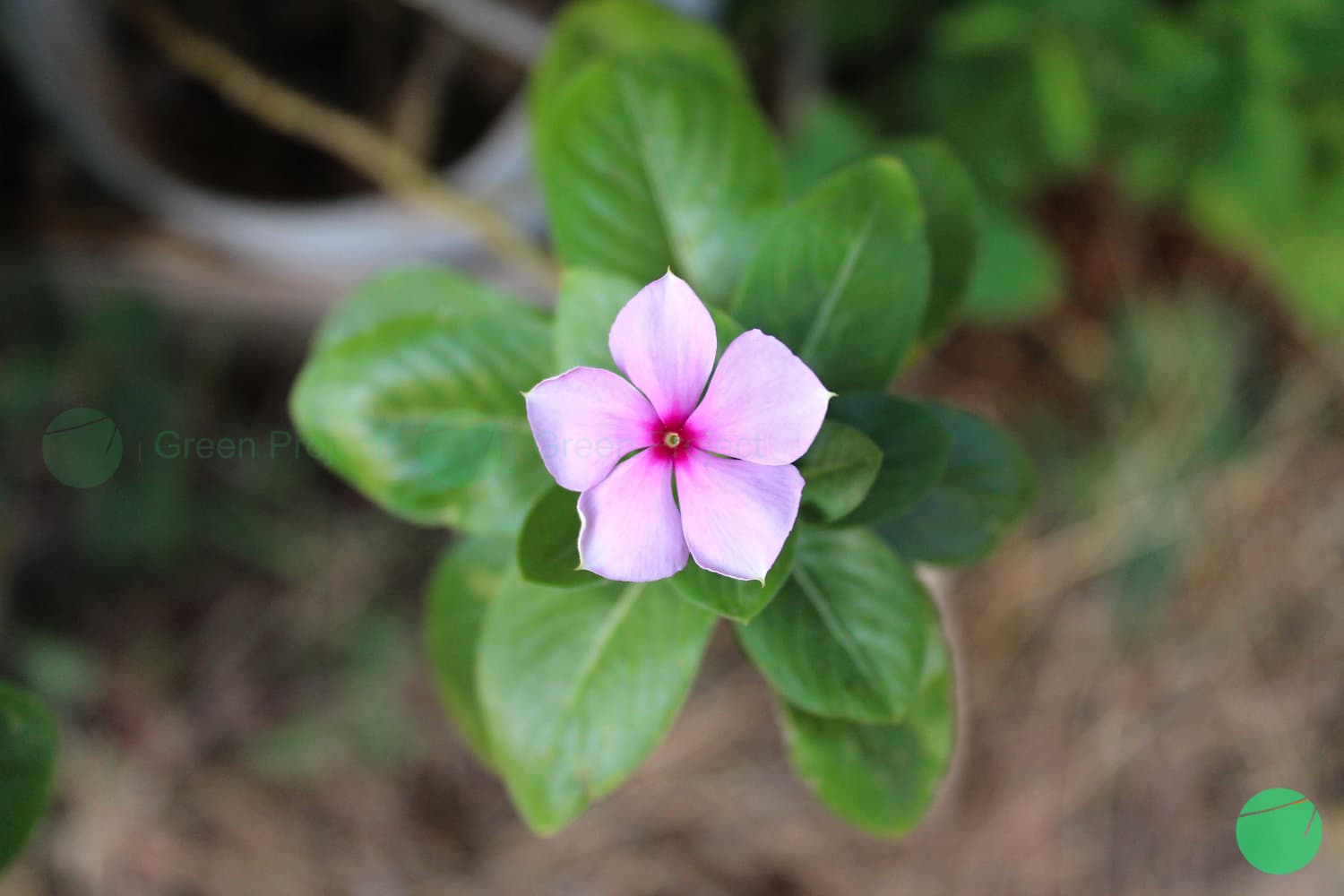 Cover Image for Tapak Dara (Catharanthus roseus)