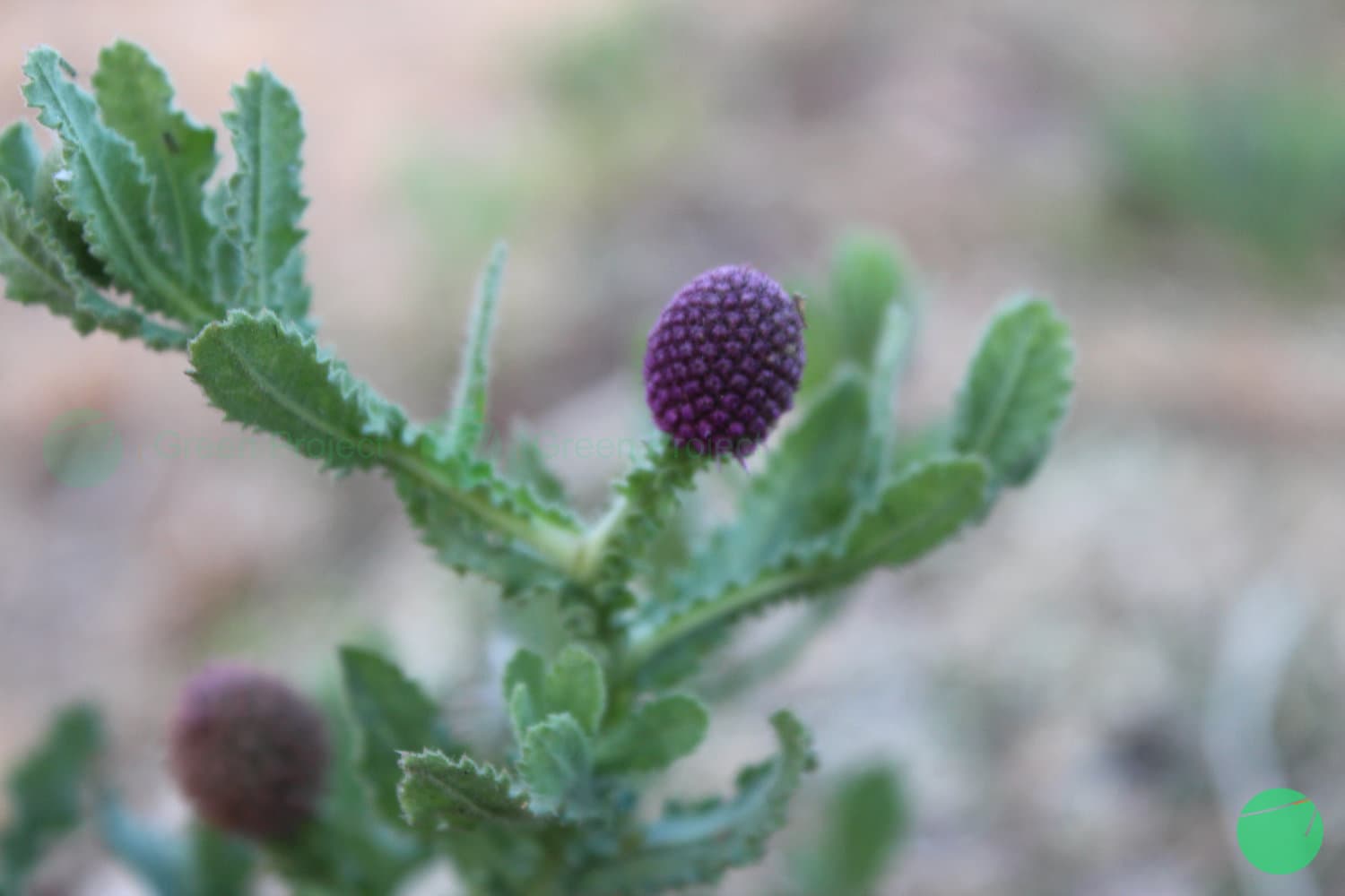 Cover Image for Sembung Delan (Sphaeranthus indicus L.)
