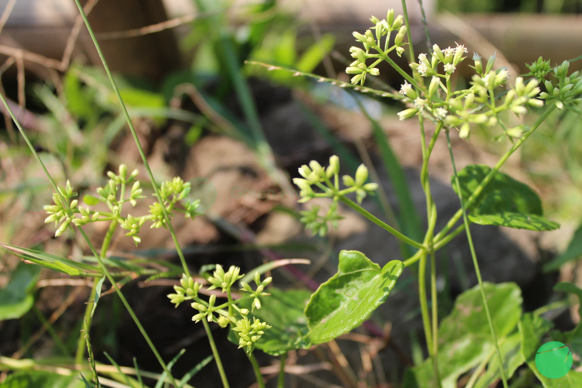 Cover Image for Sembung Rambat (Mikania micrantha)