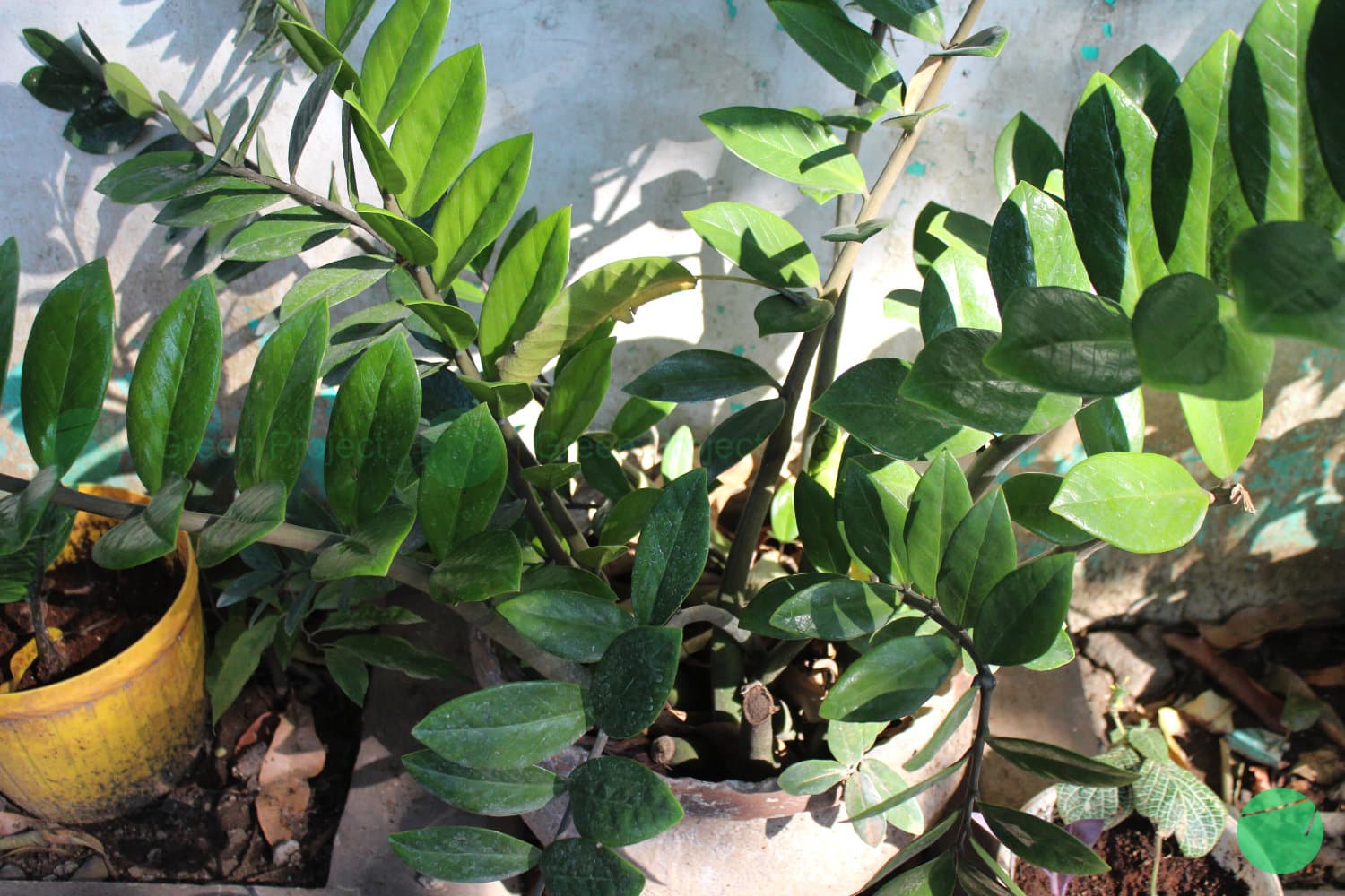 Cover Image for Pohon Dollar (Zamioculcas zamiifolia)