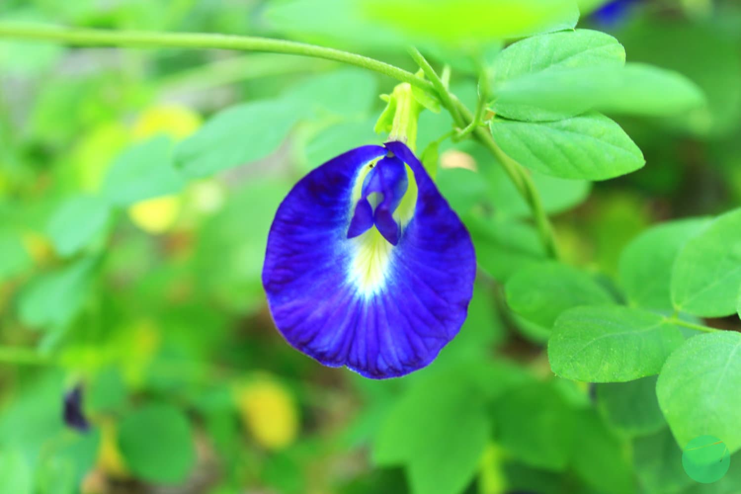 Cover Image for Telang (Clitoria ternatea)