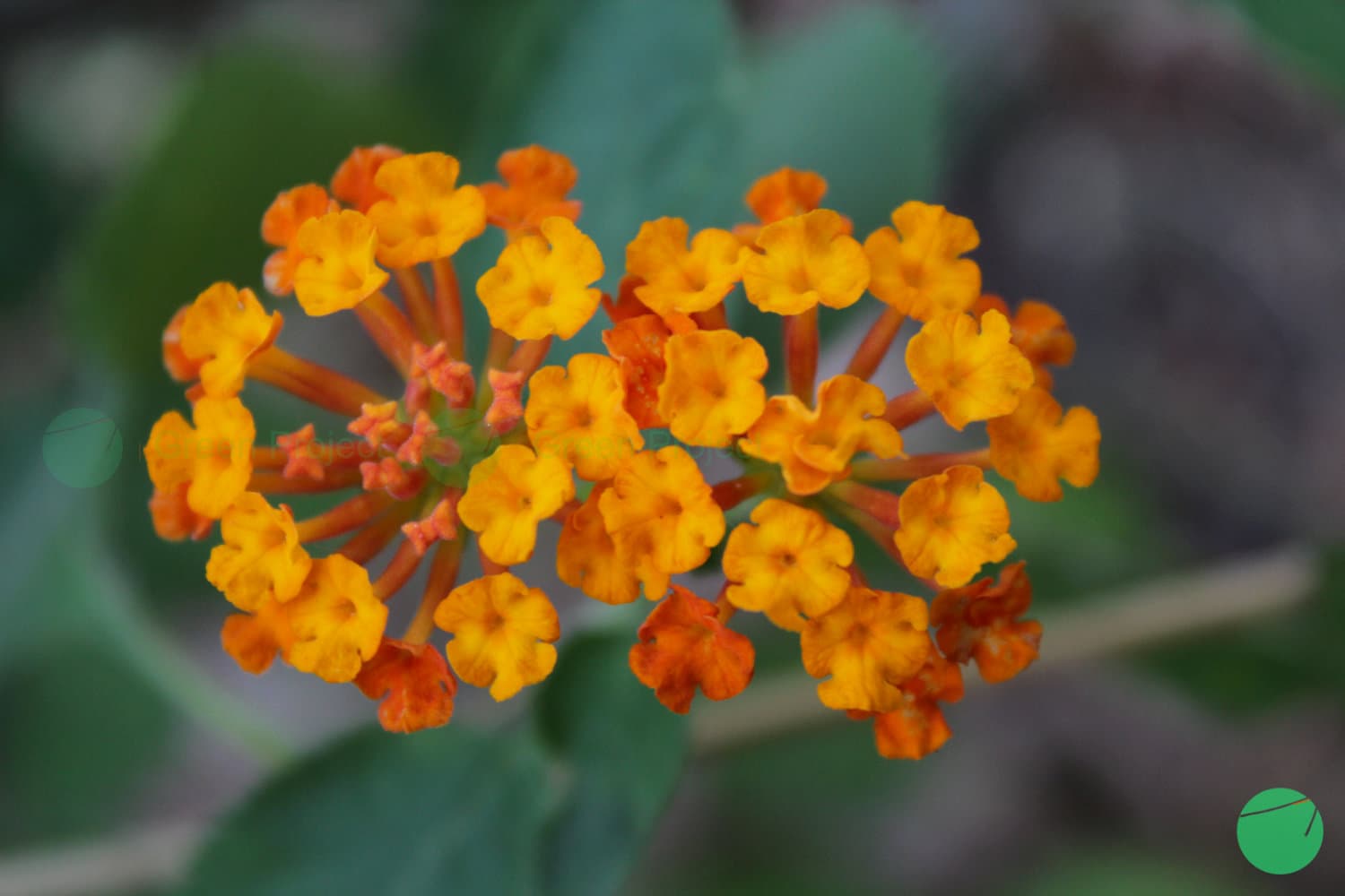 Cover Image for Tahi Ayam/Tembelek (Lantana camara)