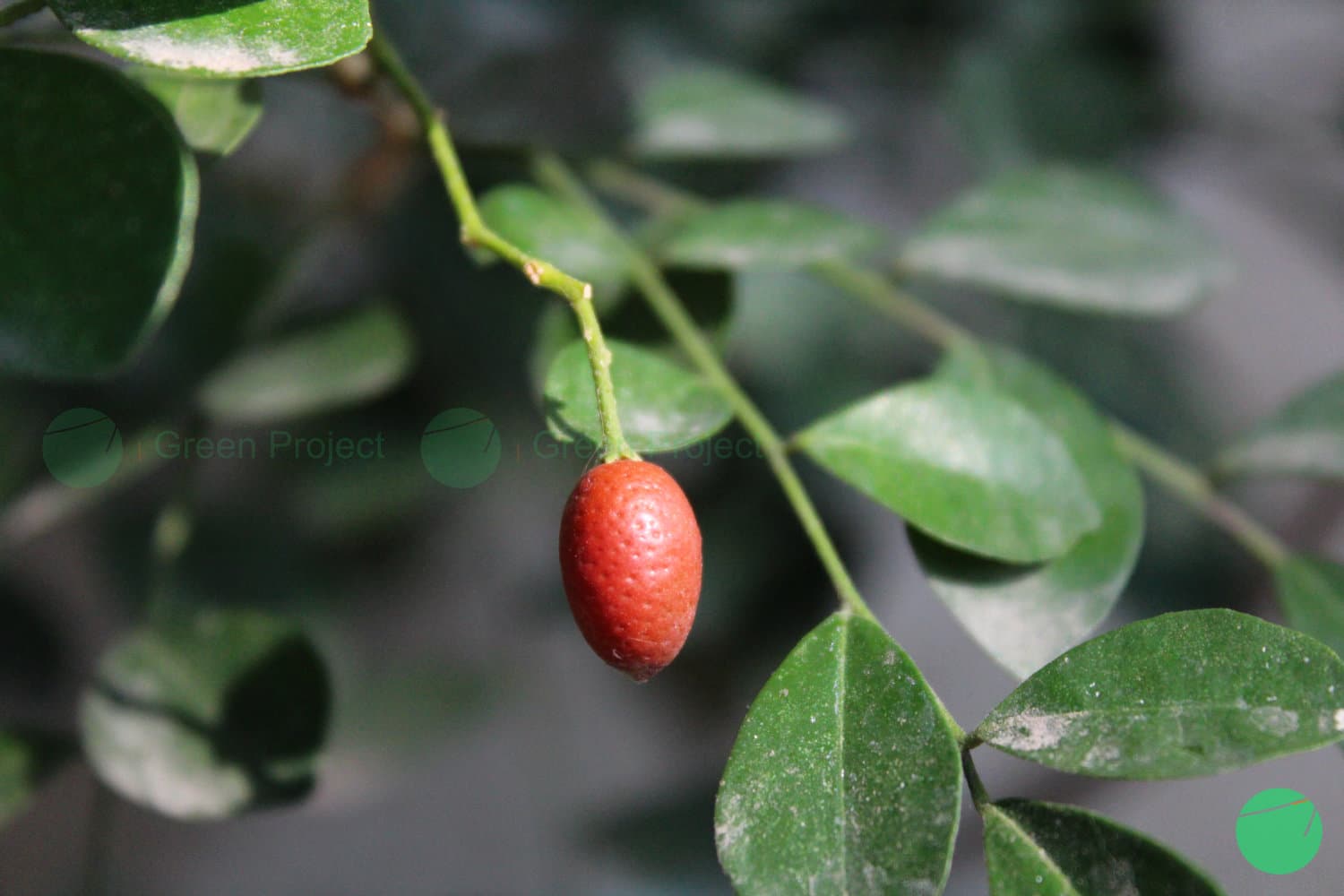 Cover Image for Pulasari (Alyxia reinwardtii)