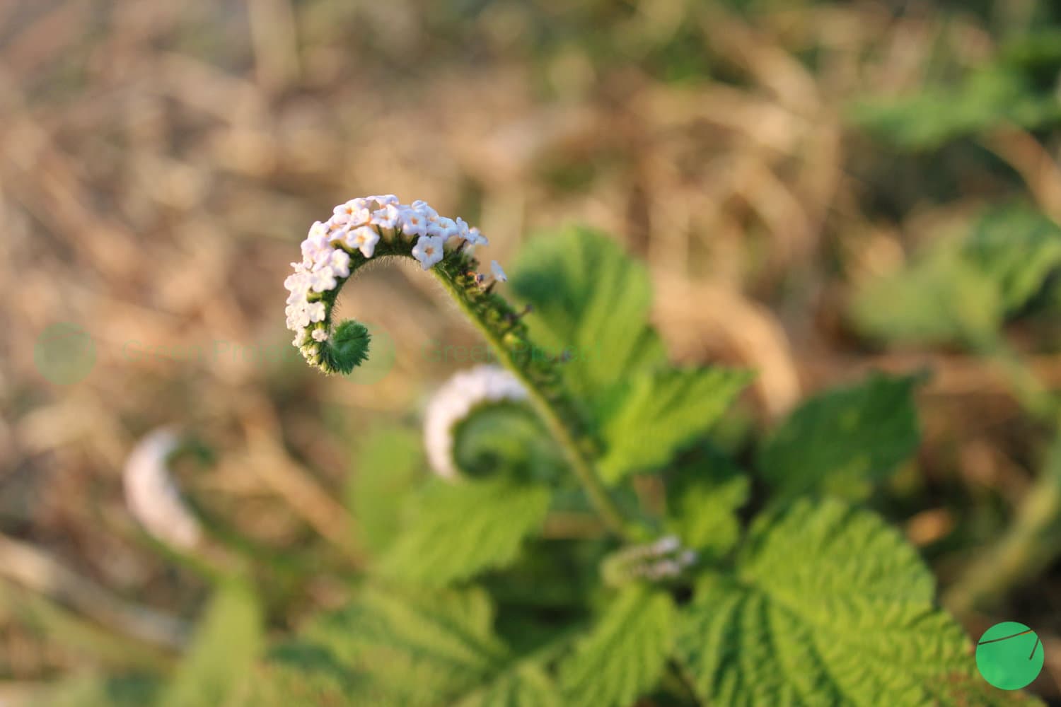 Cover Image for Sangketan (Heliotropium indicum L.)