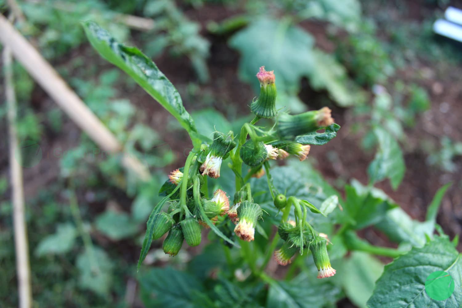 Cover Image for Sintrong (Crassocephalum crepidioides)