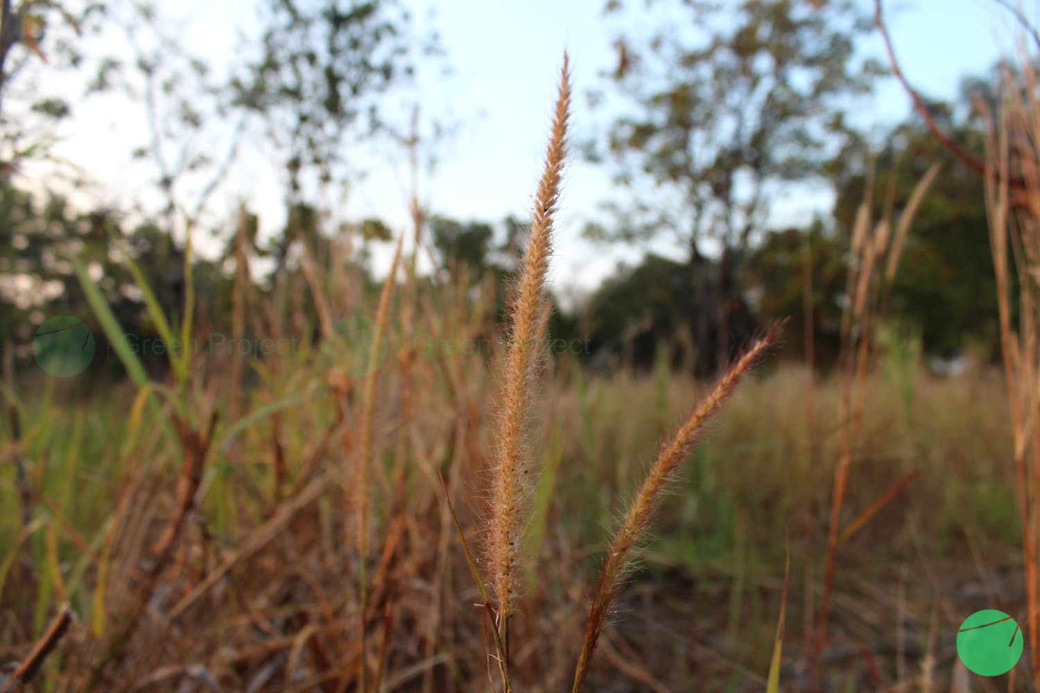 Cover Image for Rumput Desho (Pennisetum pedicellatum)