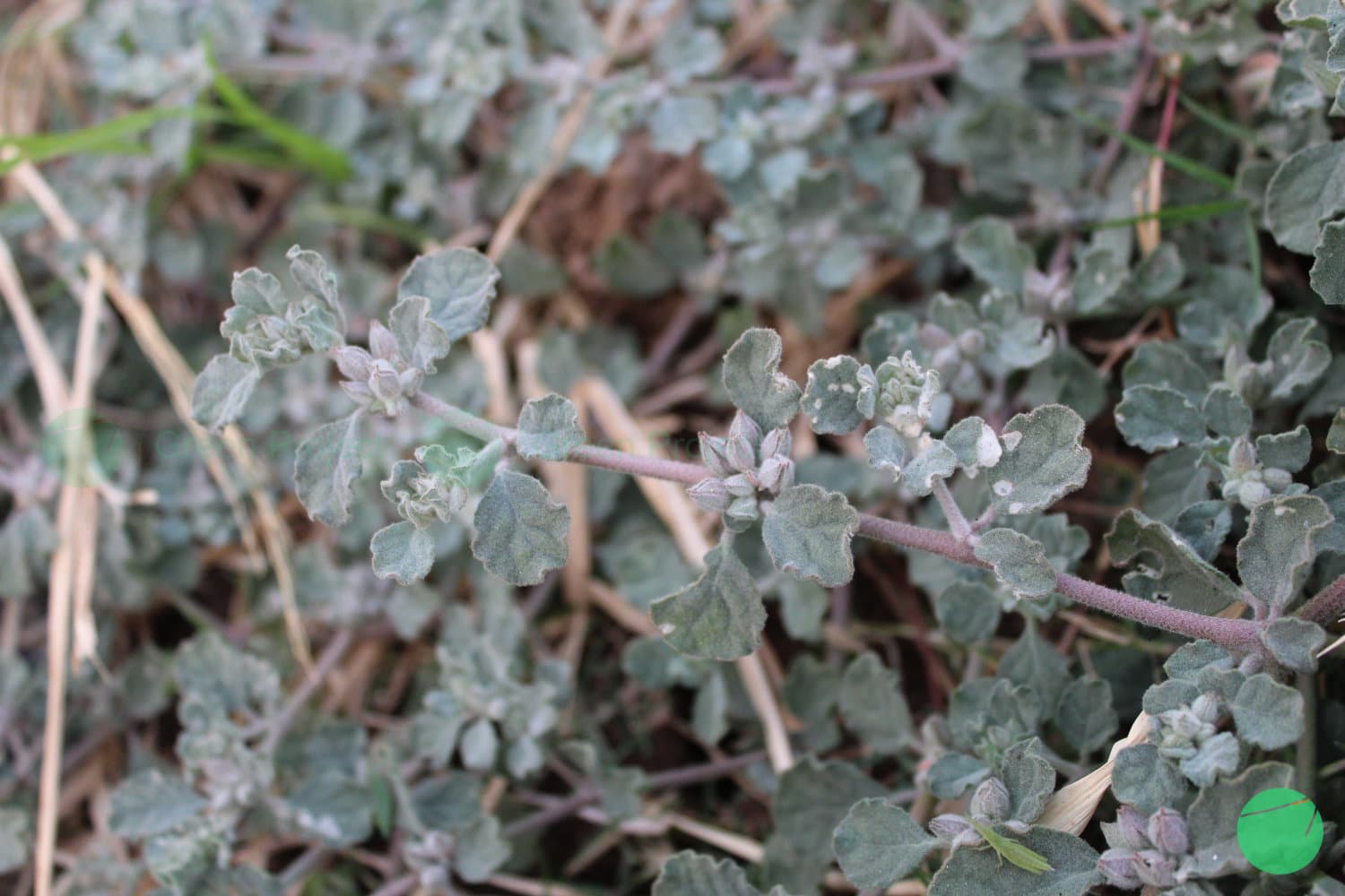 Cover Image for Lotus Sweetjuice (Glinus lotoides L.)
