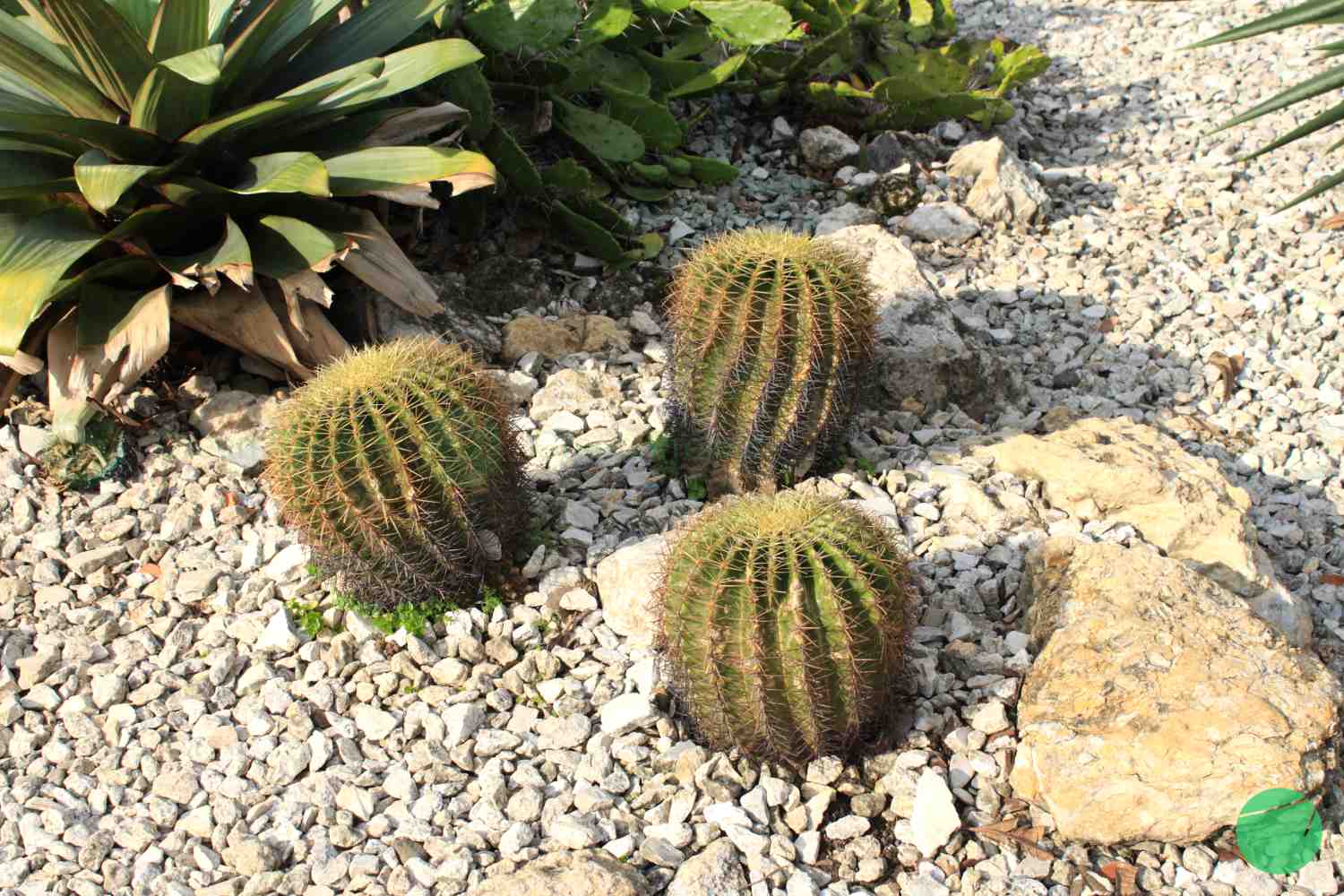 Cover Image for Kaktus Kursi Mertua (Kroenleinia grusonii)