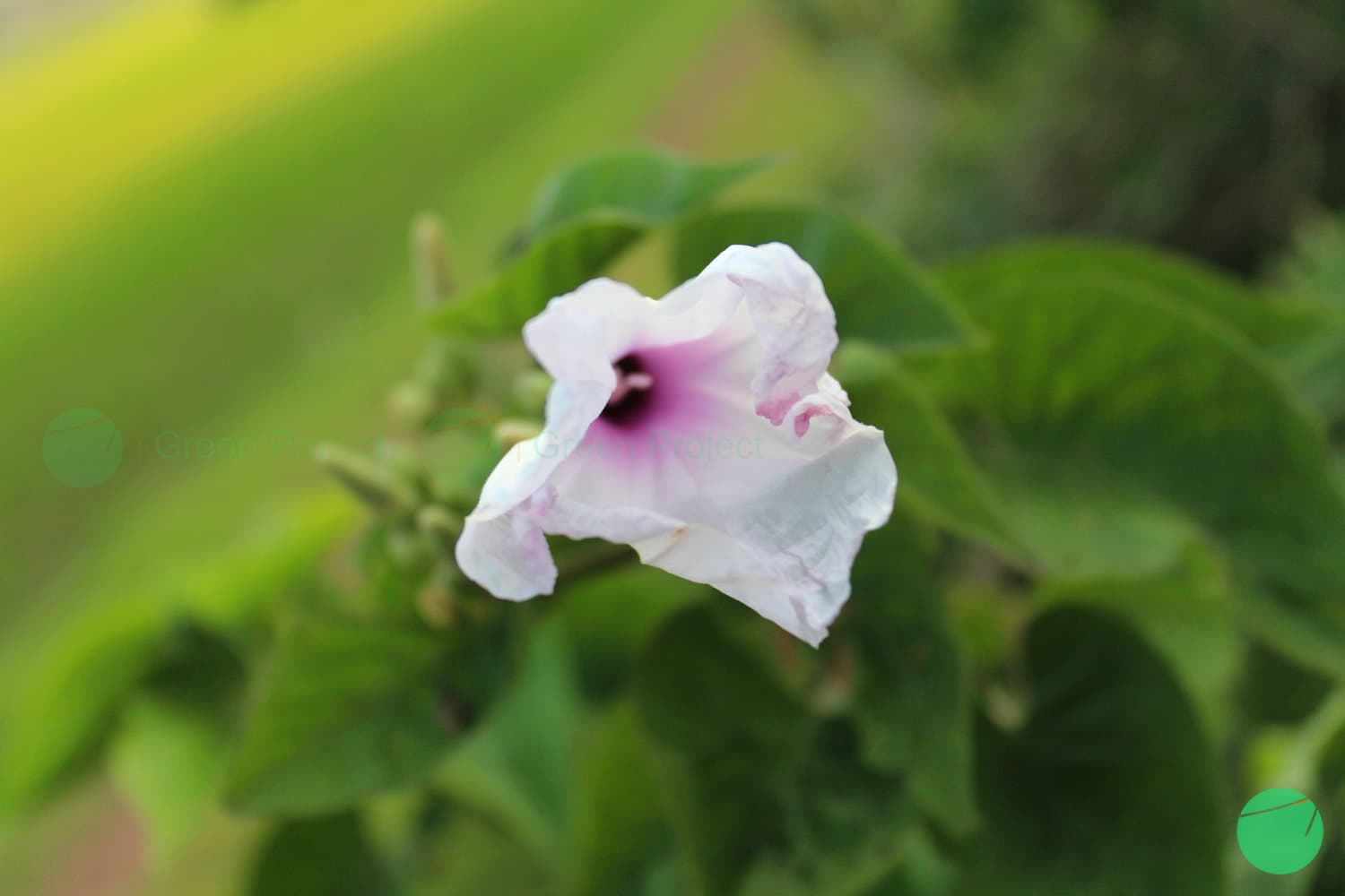 Cover Image for Kangkung Pagar/Krangkungan (Ipomoea carnea subsp. fistulosa)
