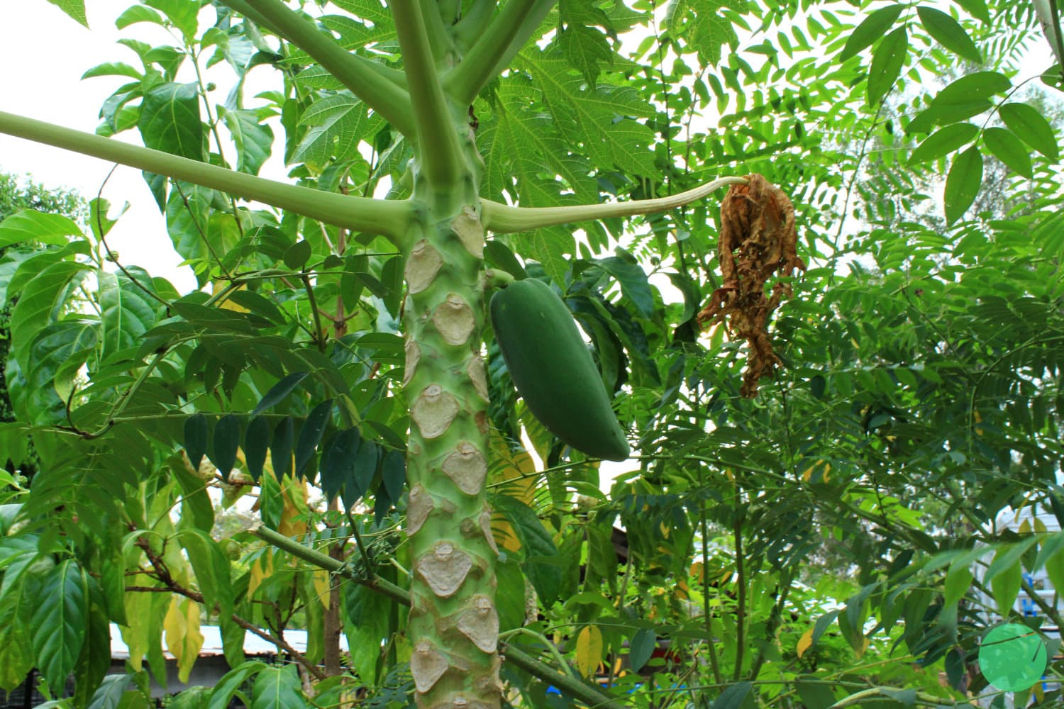 Cover Image for Pepaya (Carica papaya)