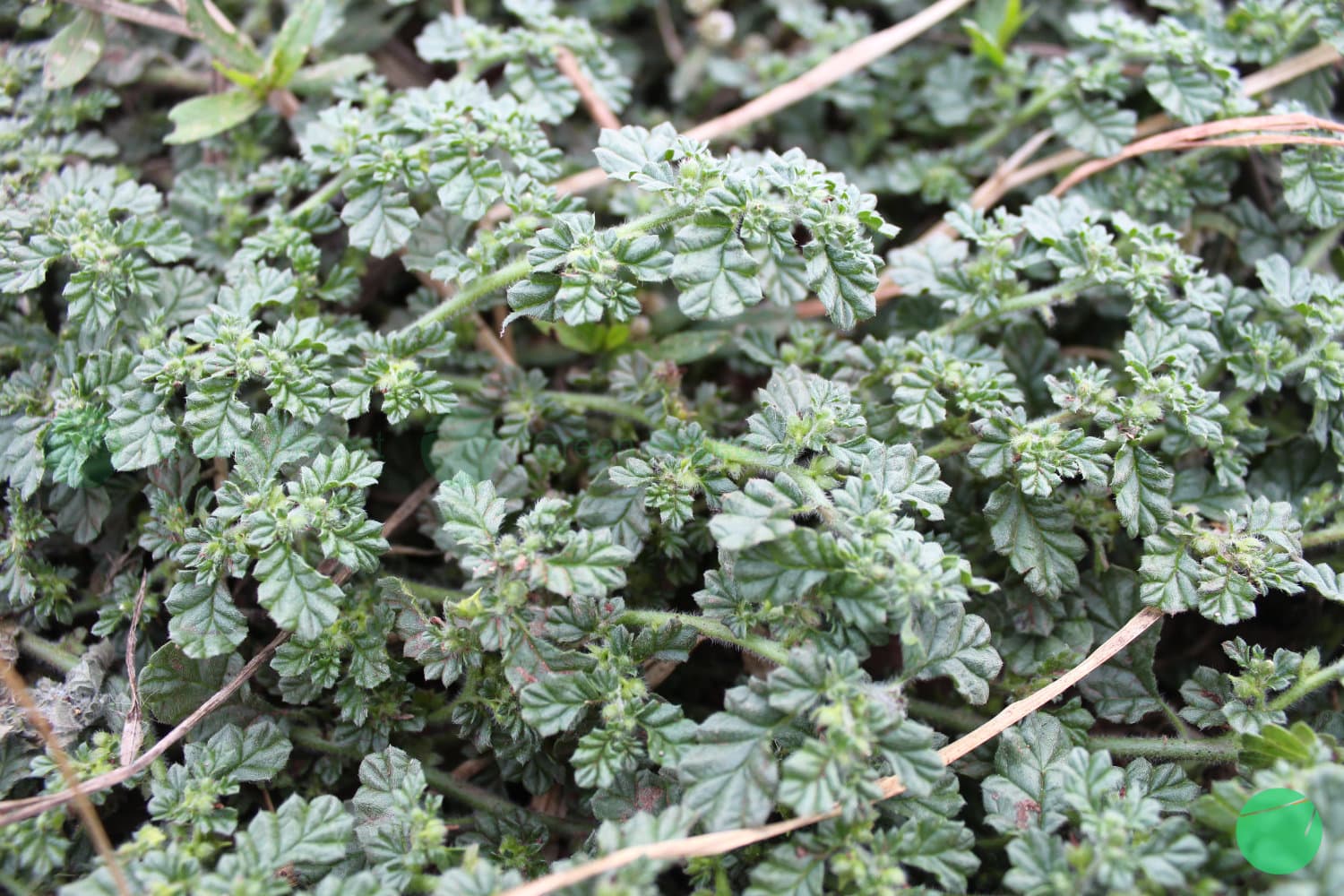 Cover Image for Creeping Coldenia (Coldenia procumbens L.)