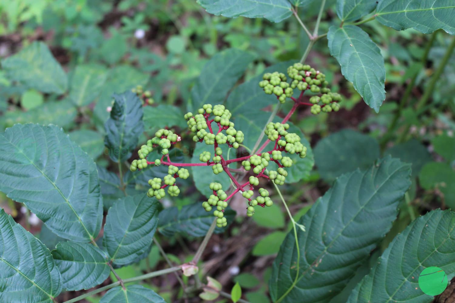 Cover Image for Girang/Mali - Mali (Leea indica)