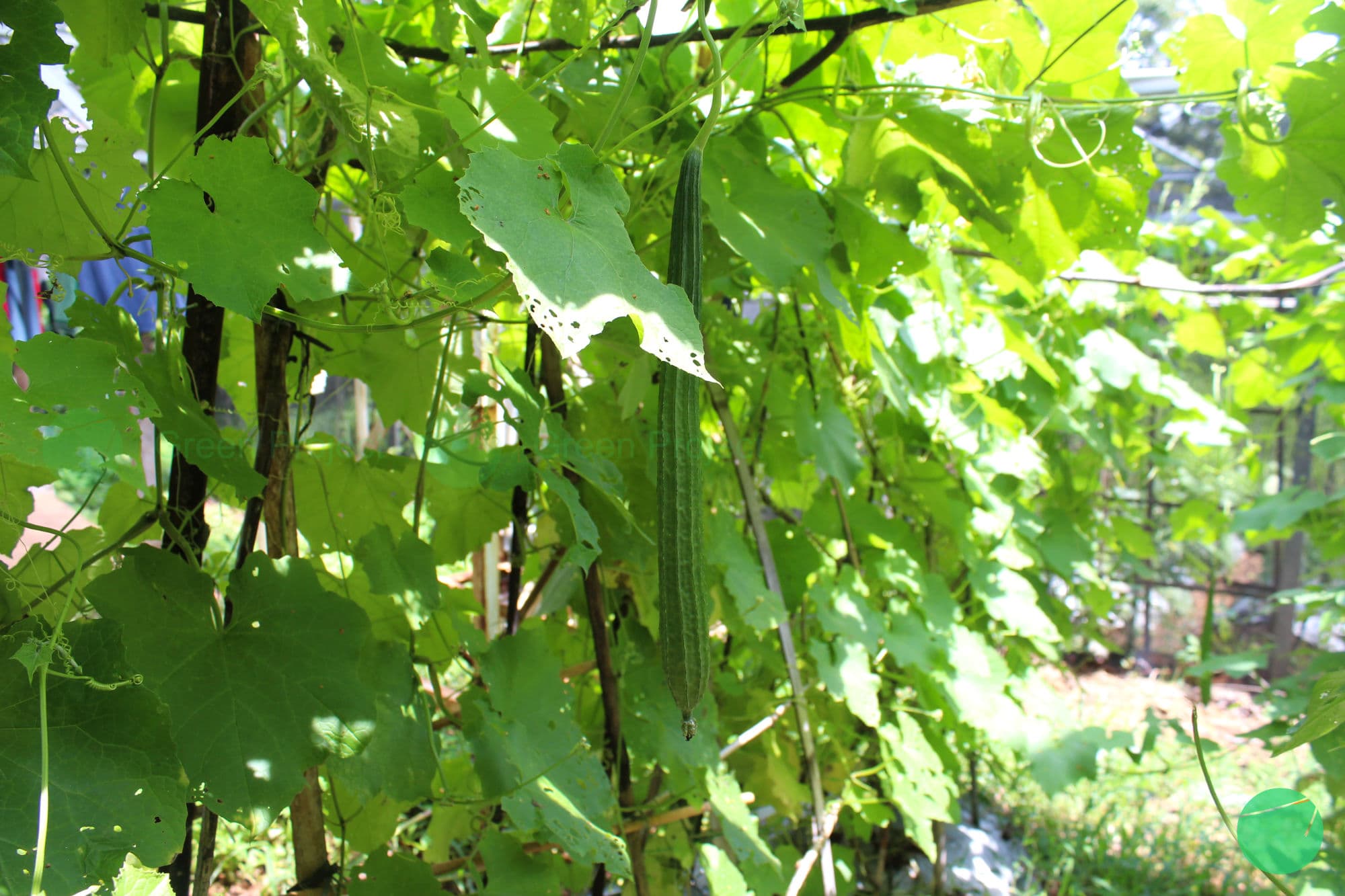 Cover Image for Oyong (Luffa acutangula)