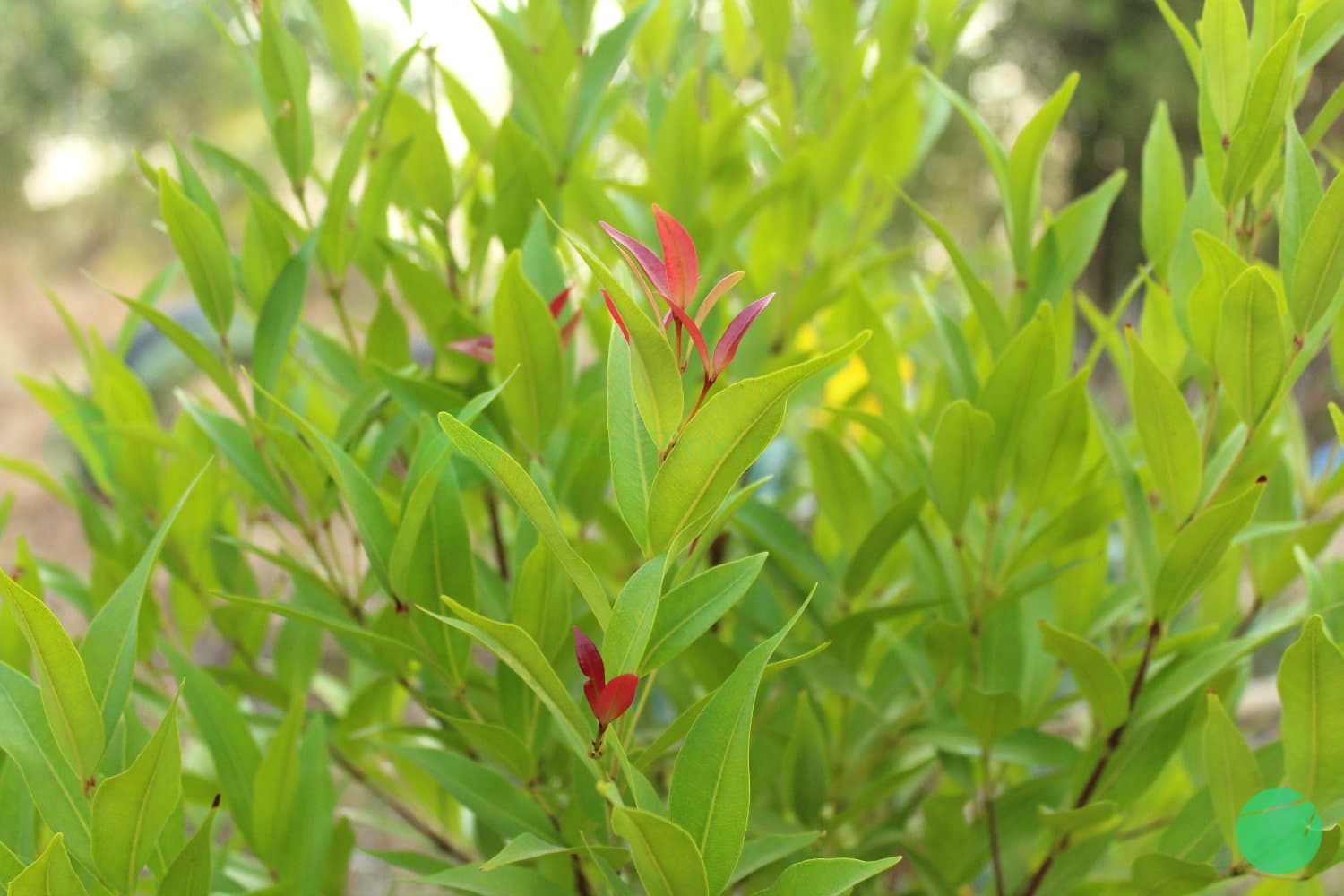Cover Image for Pucuk Merah (Syzygium oleana)