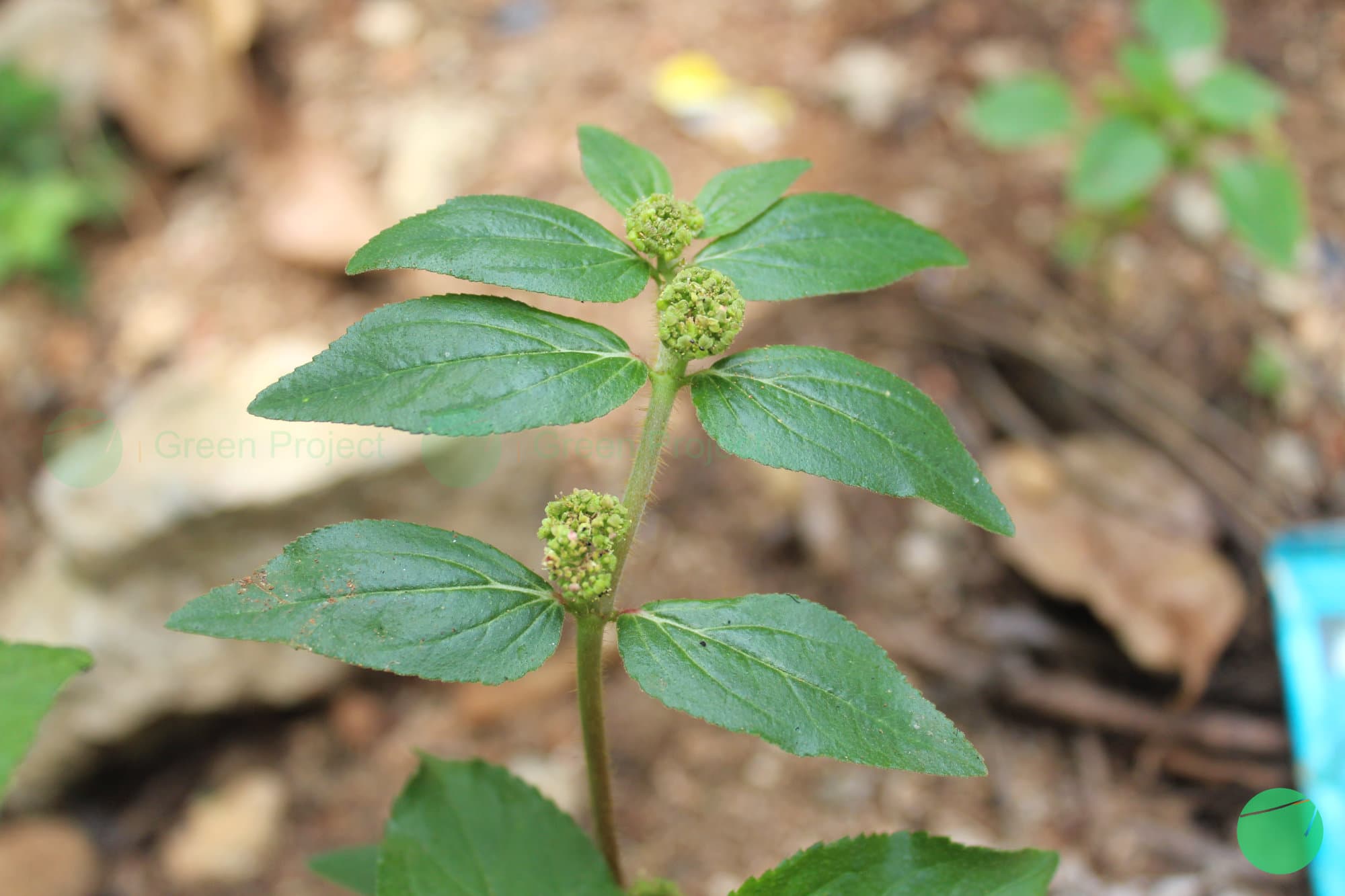 Cover Image for Patikan Kebo (Euphorbia hirta)