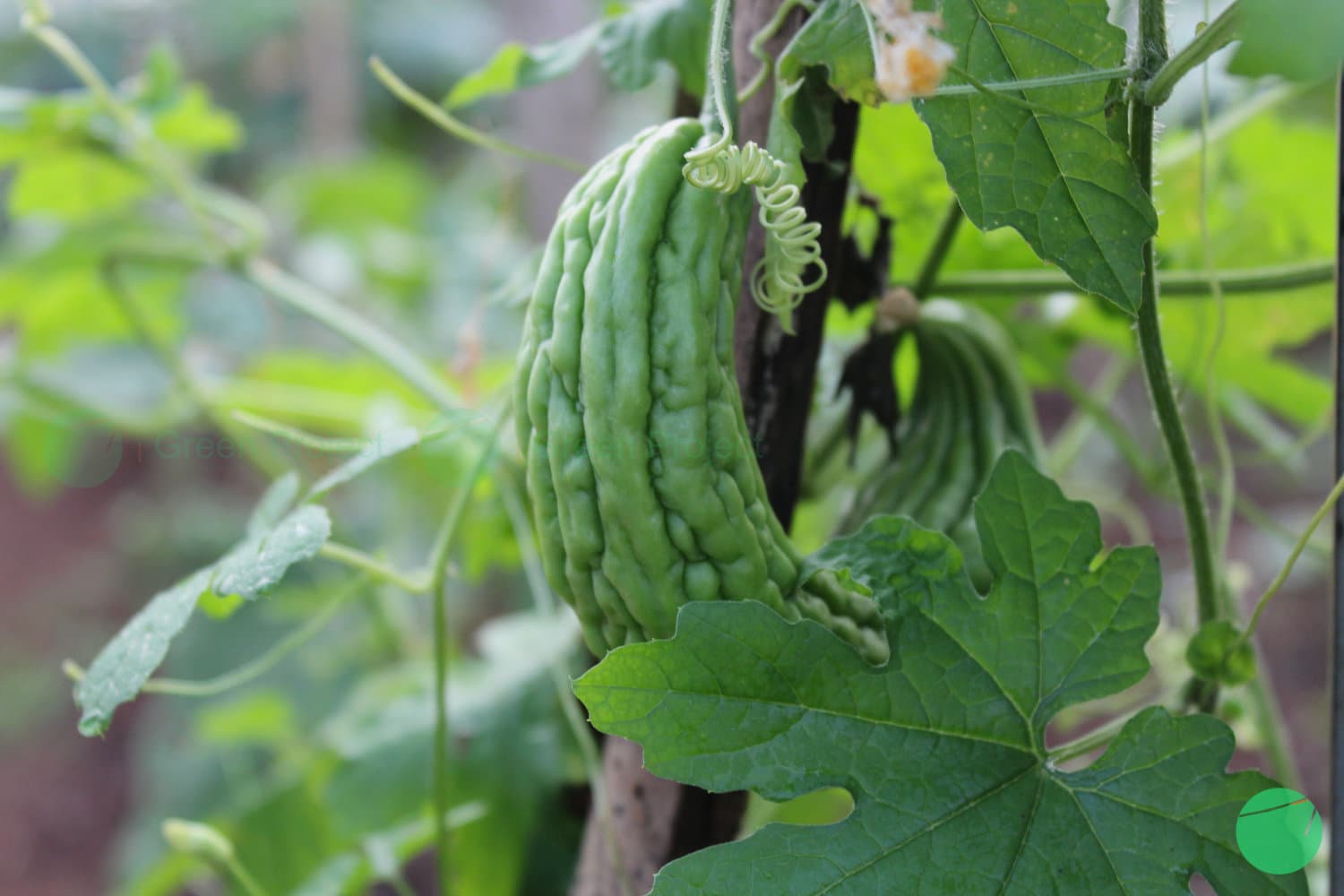 Cover Image for Pare (Momordica charantia)