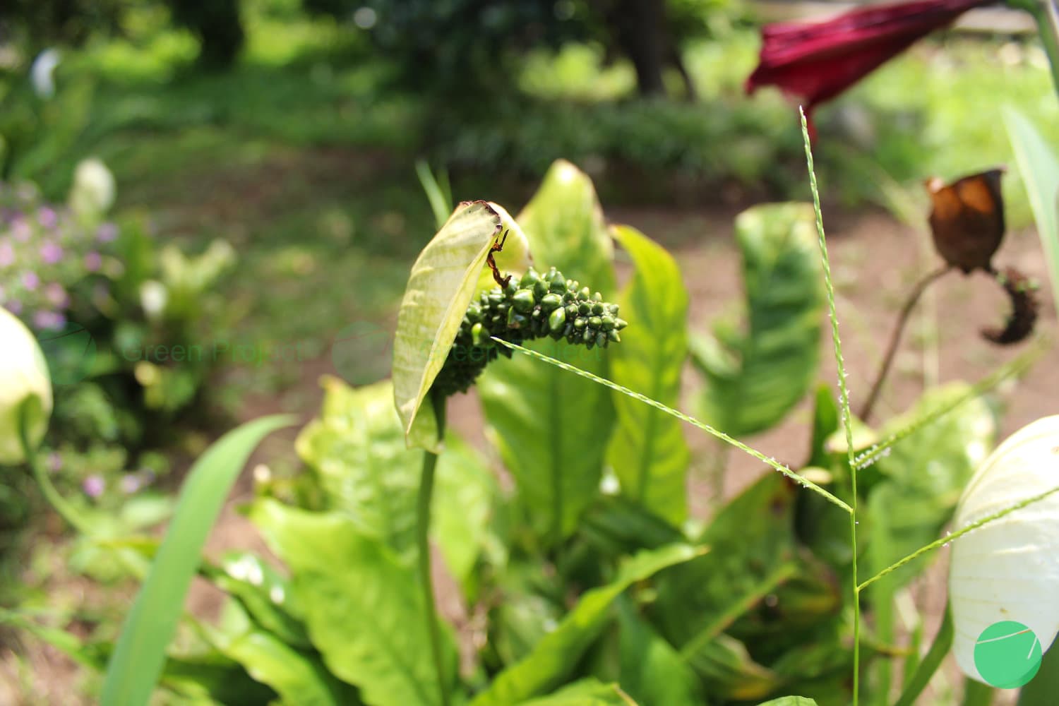 Cover Image for Lili Perdamaian (Spathiphyllum kochii)