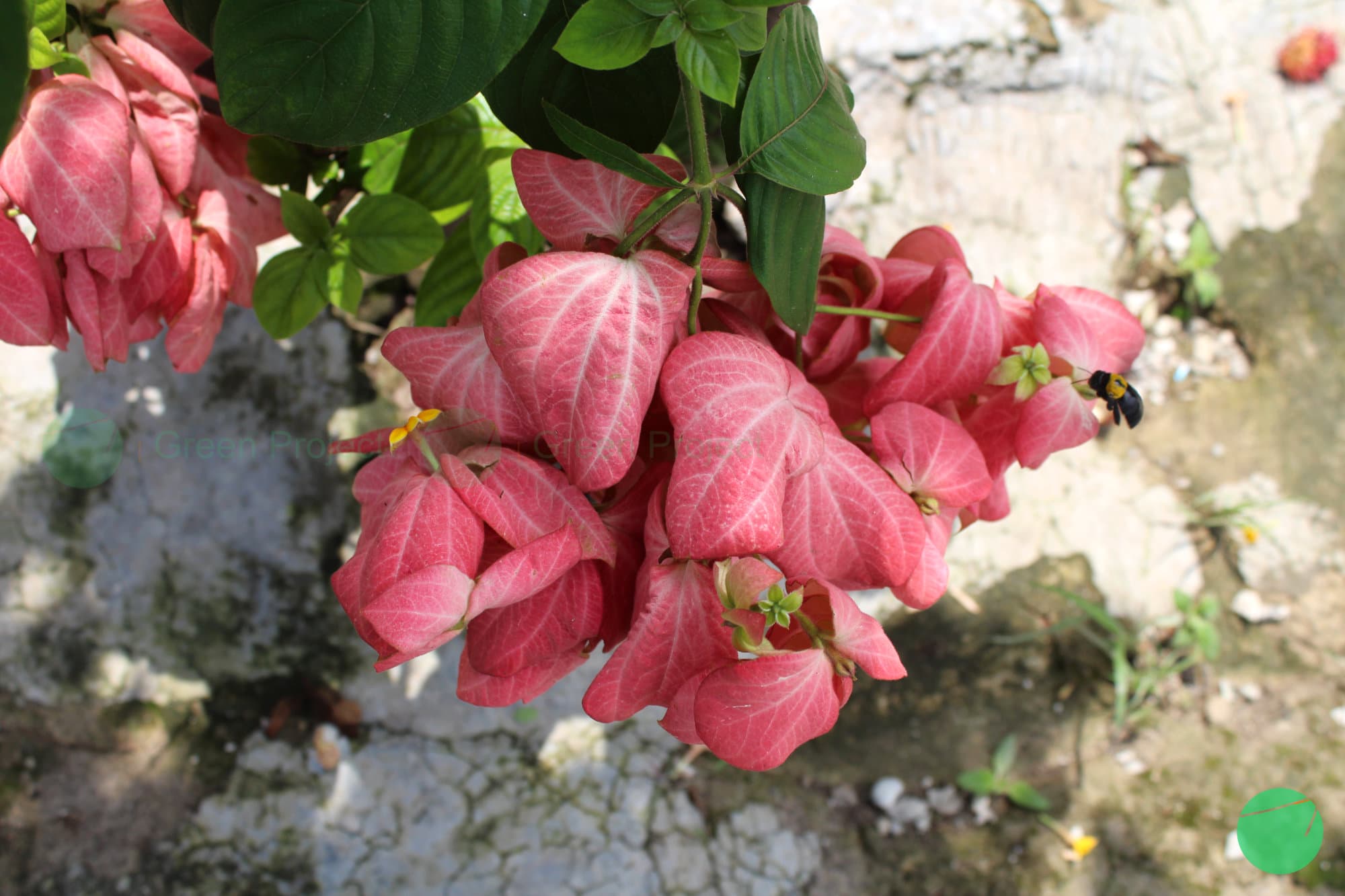 Cover Image for Nusa Indah Pink (Mussaenda philippica)