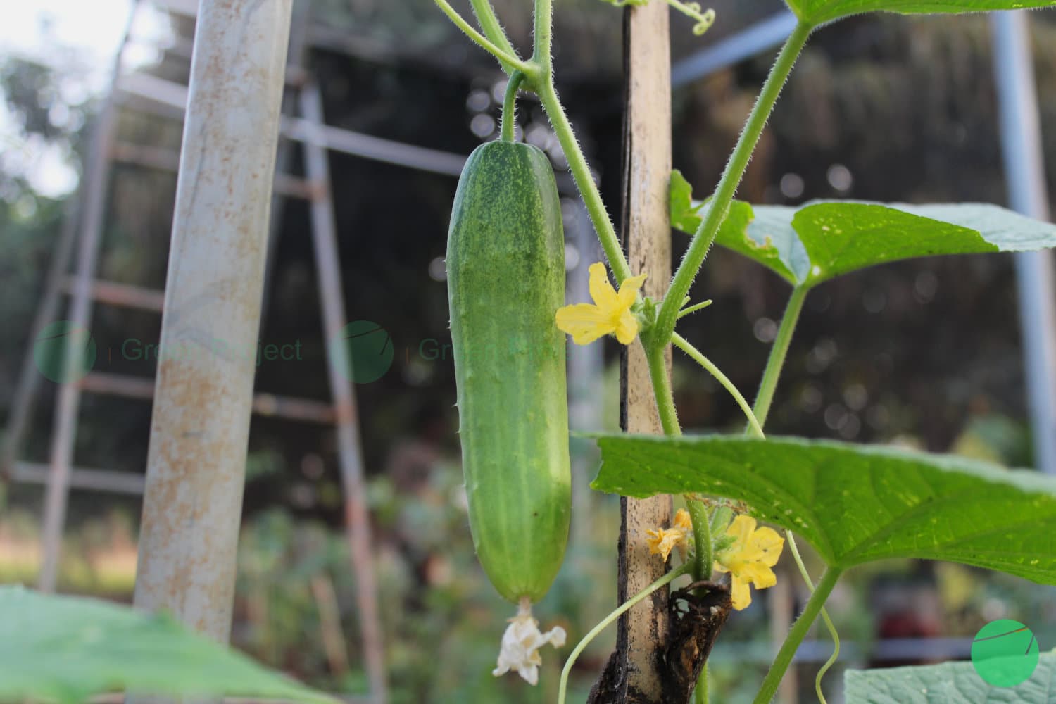 Cover Image for Mentimun (Cucumis sativus)