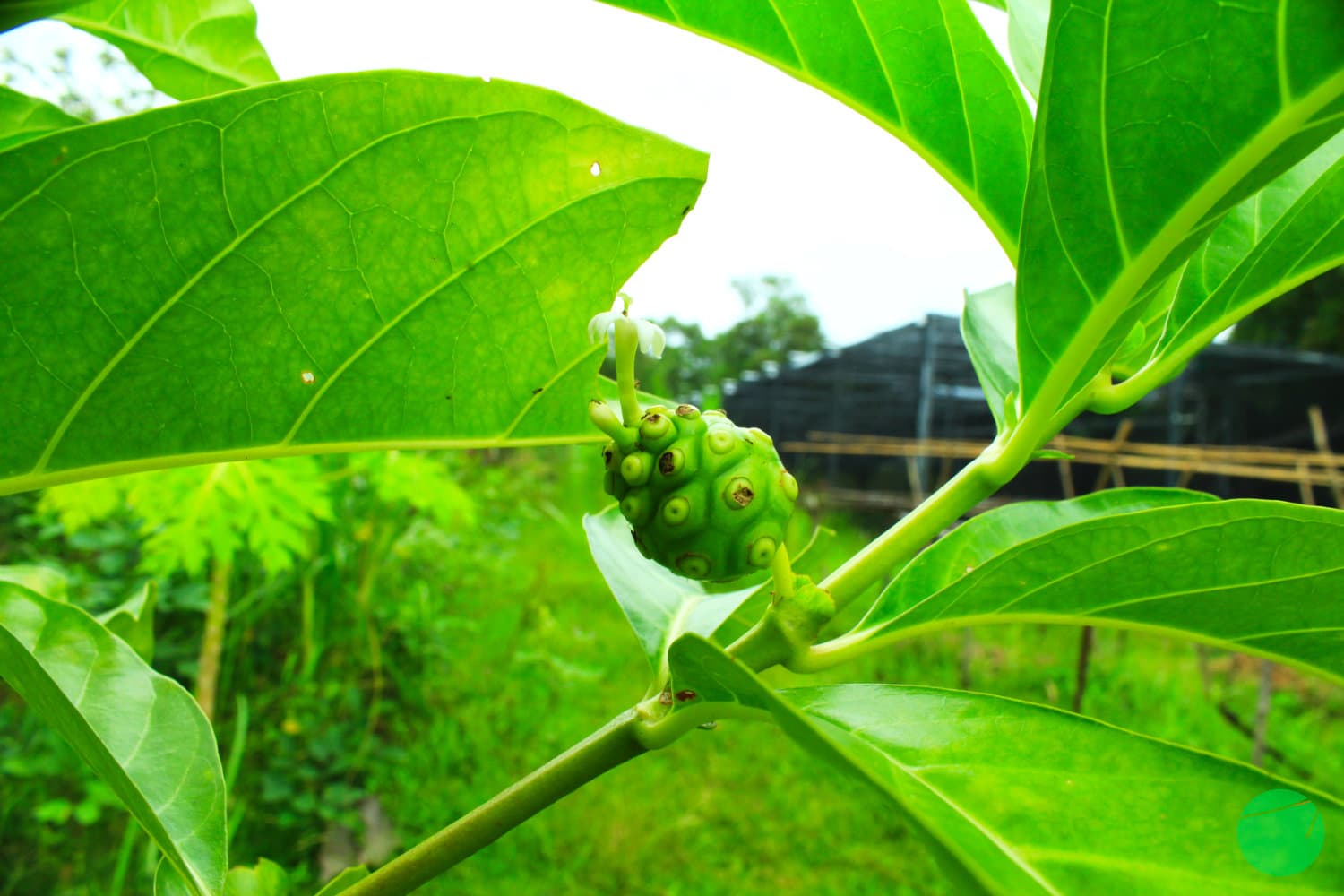 Cover Image for Mengkudu (Morinda citrifolia)