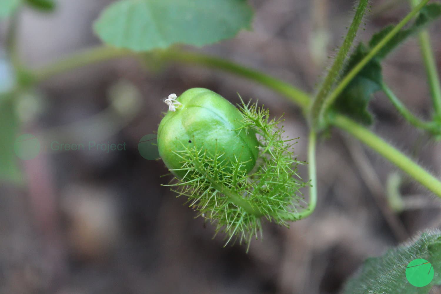 Cover Image for Rambusa/Ceplukan Blungsun (Passiflora foetida)