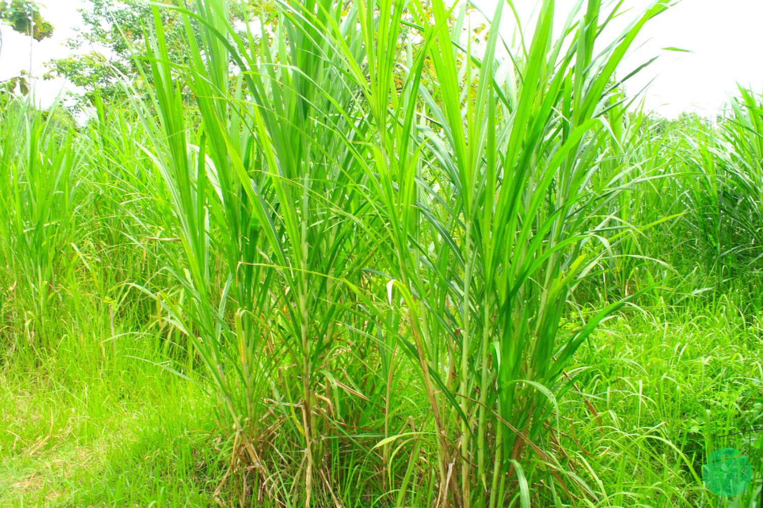 Cover Image for Super Napier Grass/Pakchong