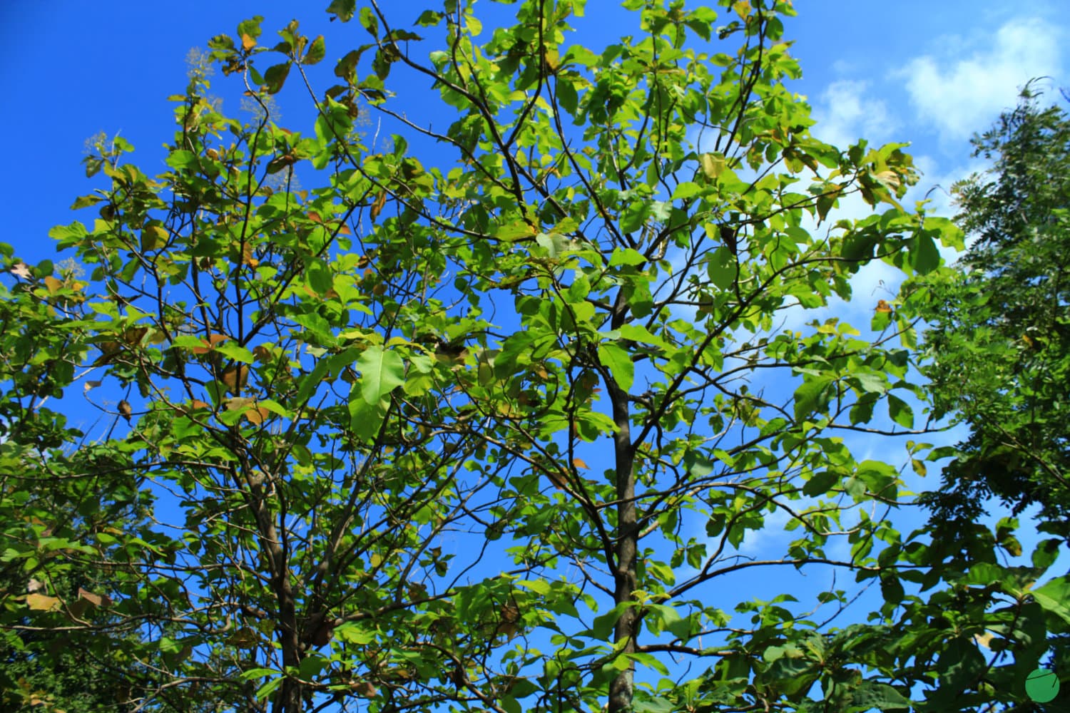 Cover Image for Jati (Tectona grandis)