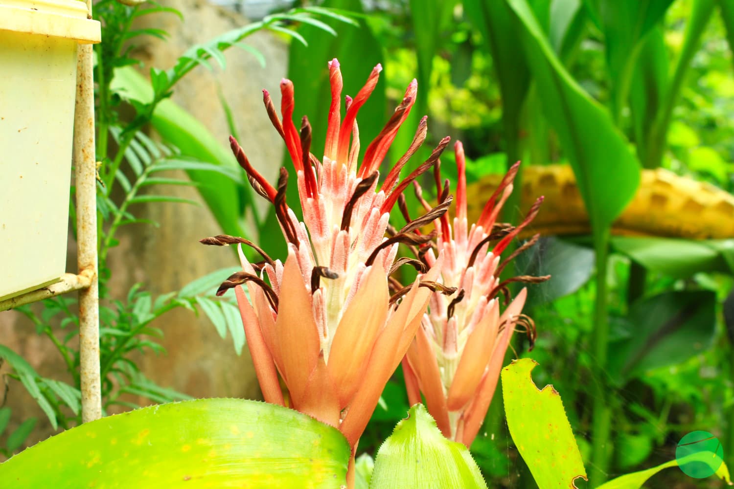 Cover Image for Flaming Torch (Billbergia pyramidalis)
