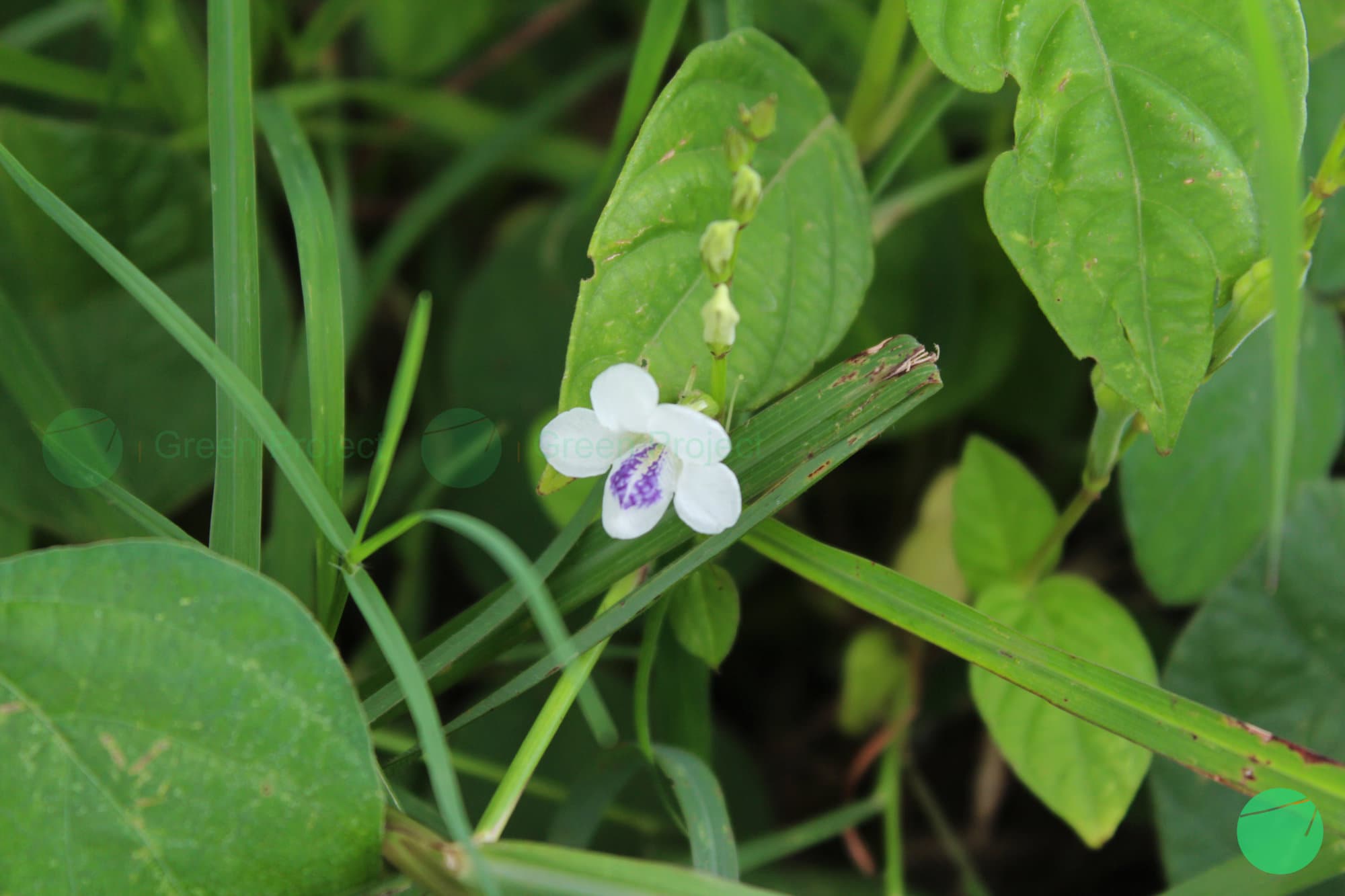 Cover Image for Rumput Israel (Asystasia gangetica)