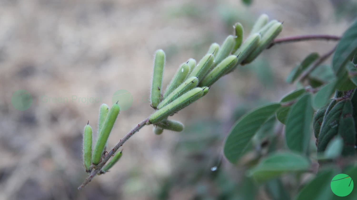 Cover Image for Jukut Lulut (Indigofera hirsuta)