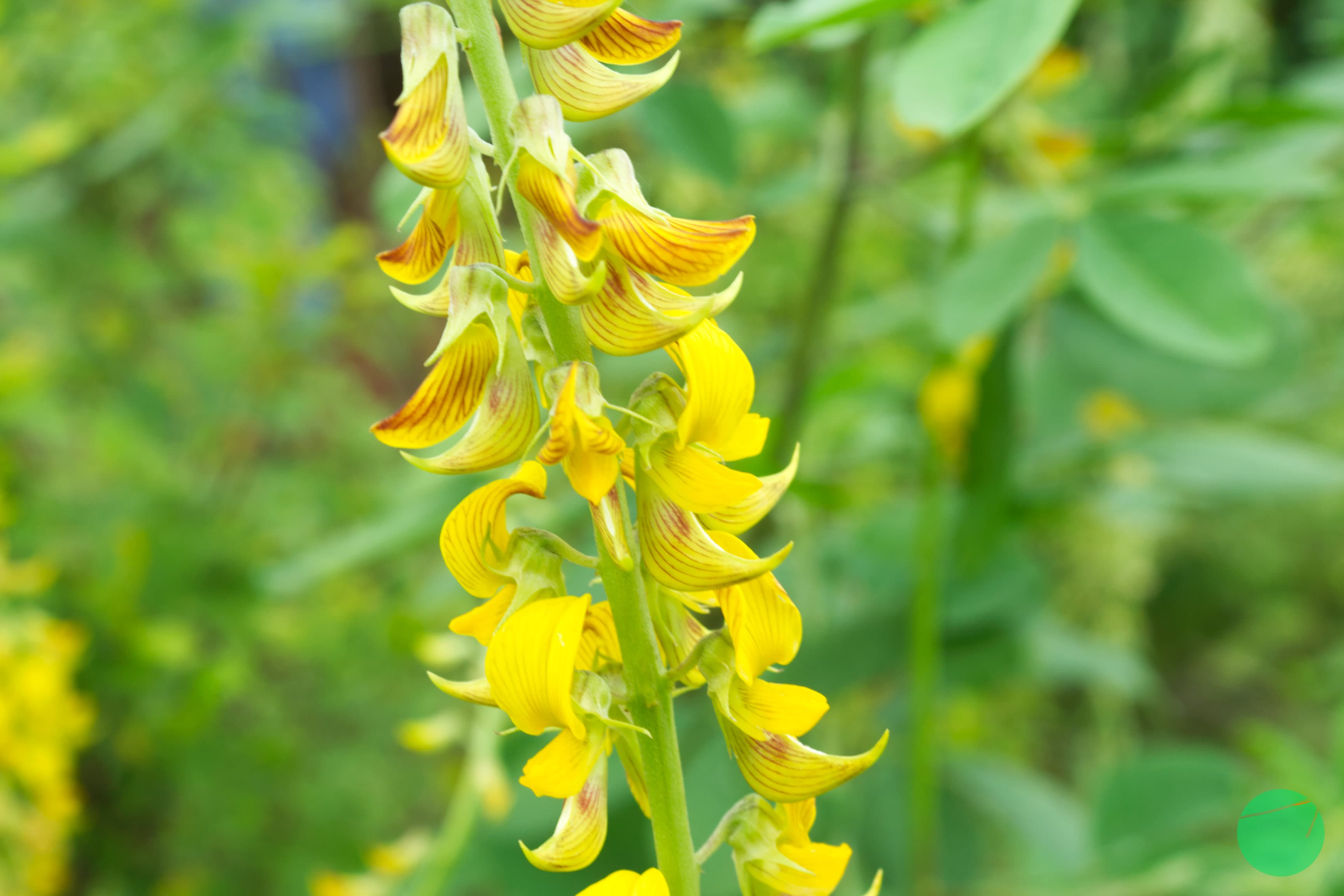 Cover Image for Orok - Orok (Crotalaria juncea)