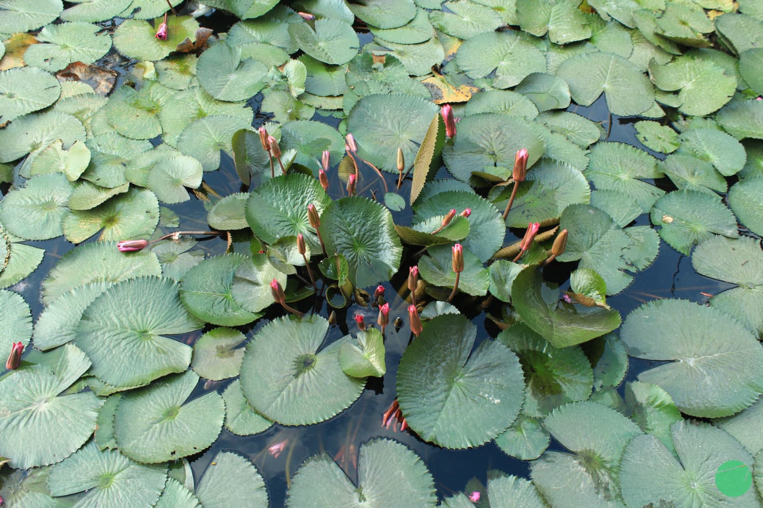 Cover Image for Bunga Teratai (Nymphaeaceae)