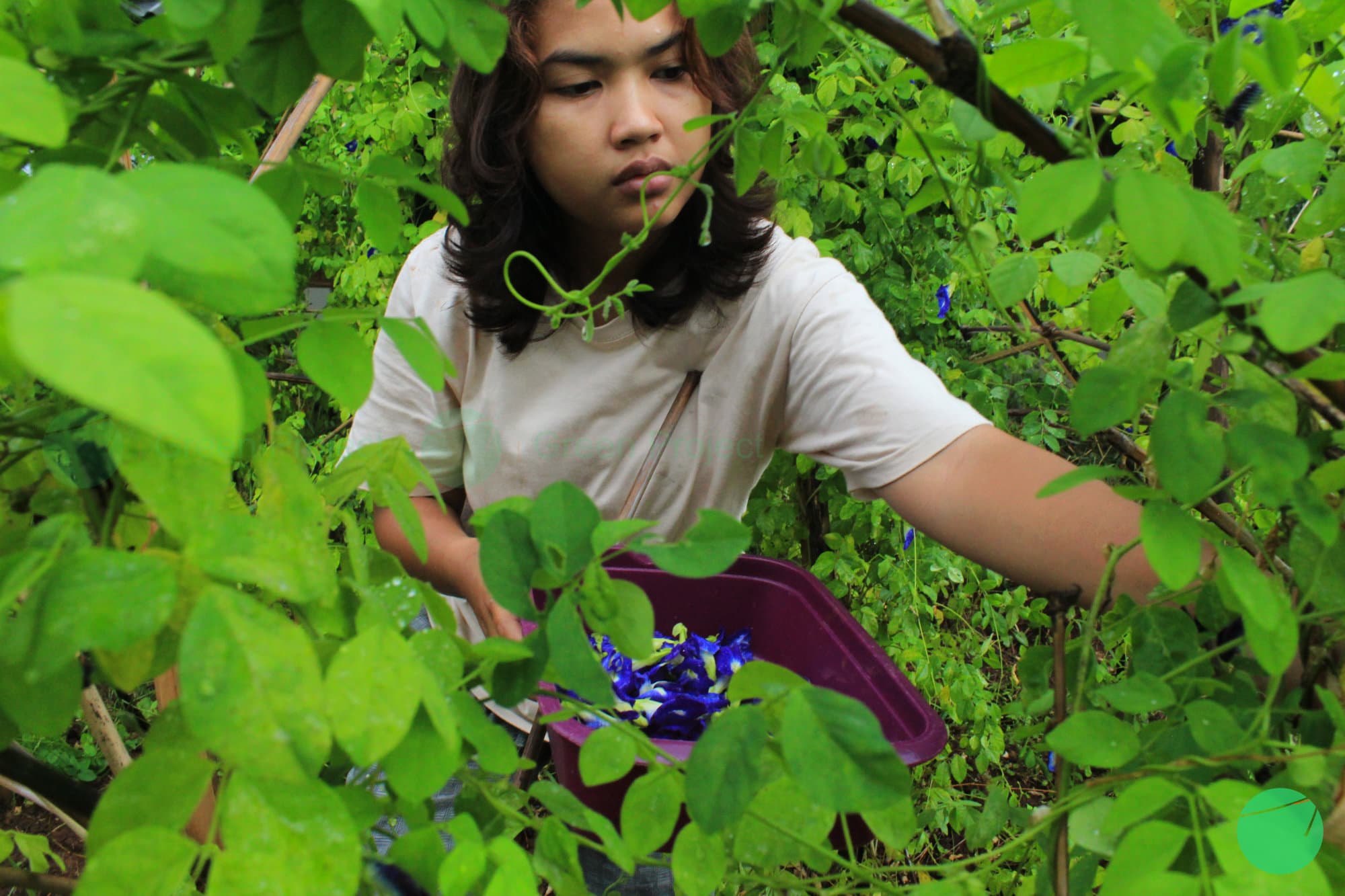Cover Image for Yayasan Wangsakerta