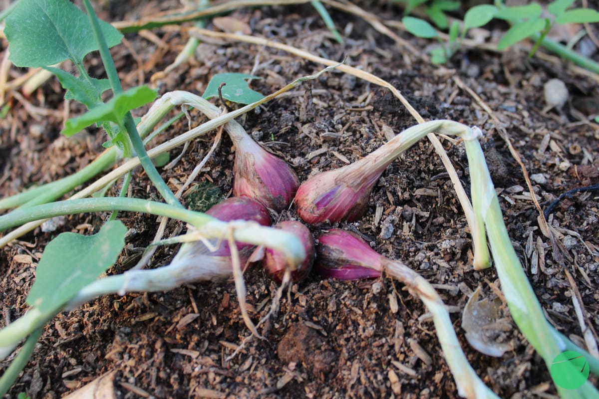 Sejarah Penyebaran, Komersialisasi dan Manfaat Bawang Merah (Allium cepa var. aggregatum)