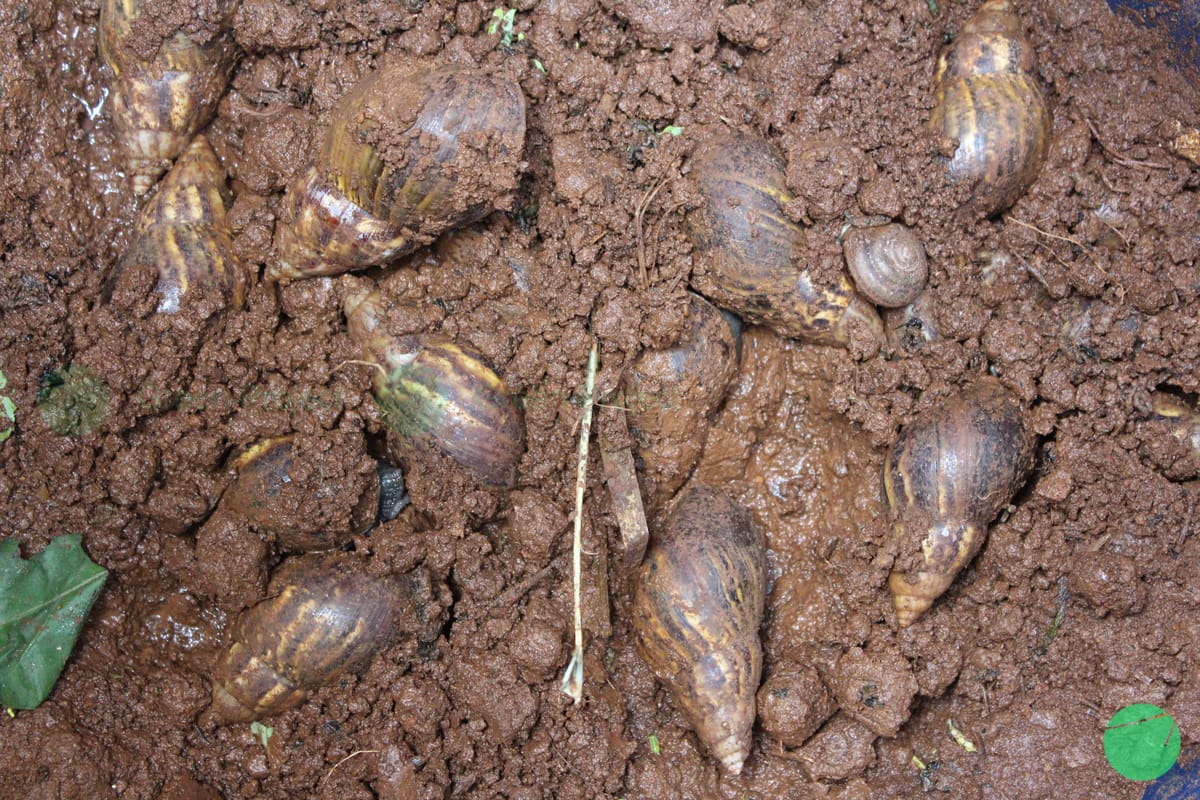 Industri dan Dampak Bekicot (Achatina fulica Bowdich 1822) sebagai Hama dan Terhadap Kesehatan Manusia