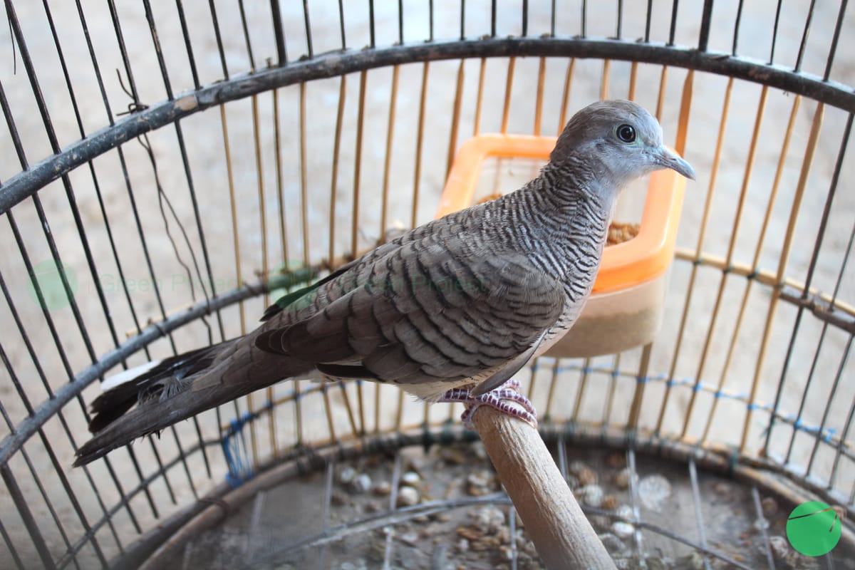 Karakteristik Burung Perkutut (Geopelia striata)