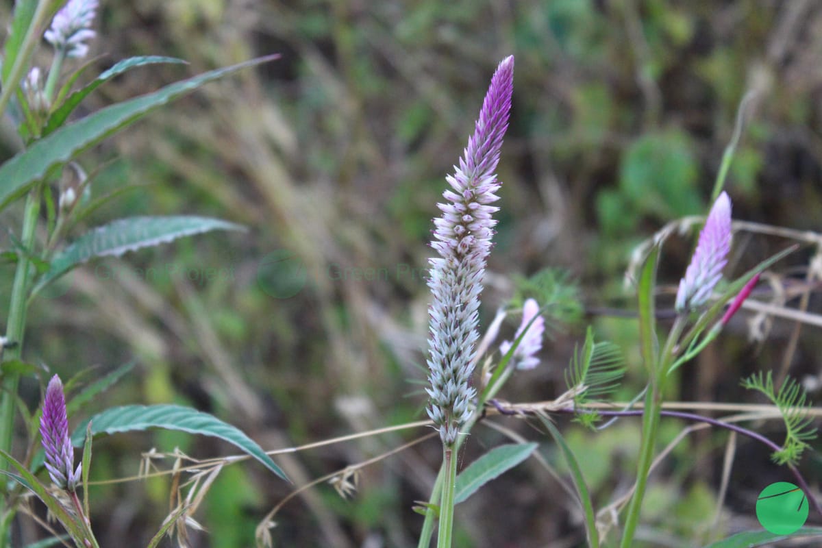 Jengger Ayam/Boroco (Celosia argentea)