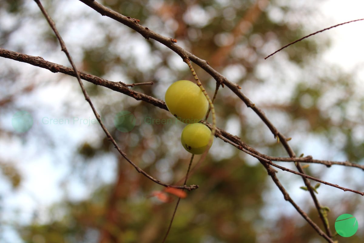 Sejarah Nama dan Manfaat Kemlaka/Melaka (Phyllanthus emblica)